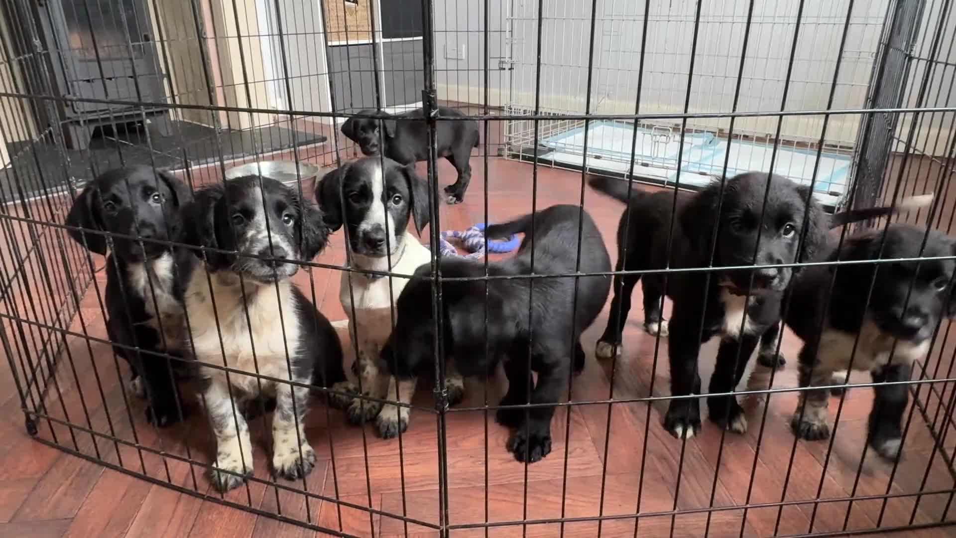 Mixed Breed dogs for sale: 🤍🖤Black roan cocker collies🖤🤍 - Video 1
