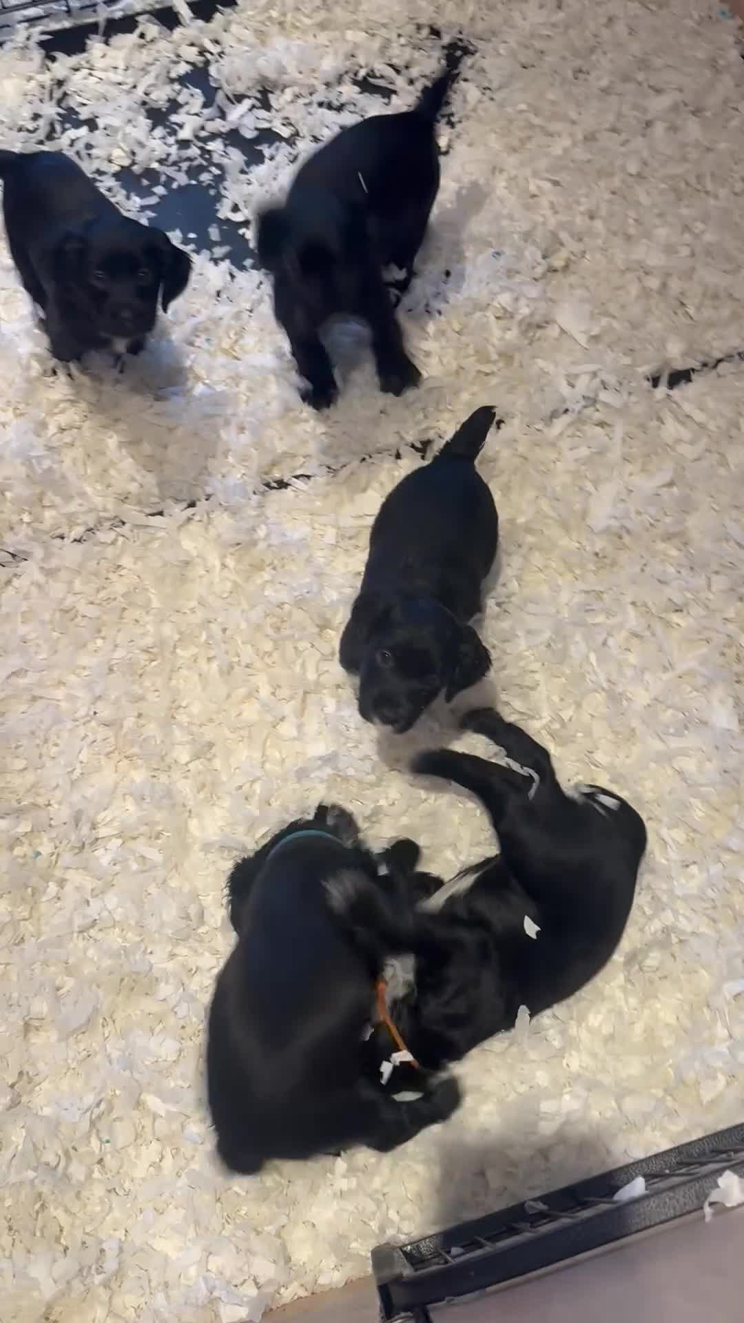 Cocker Spaniel dogs for sale: *READY TO LEAVE* KC Reg Working Cocker Pups in Stocksfield - Video 3