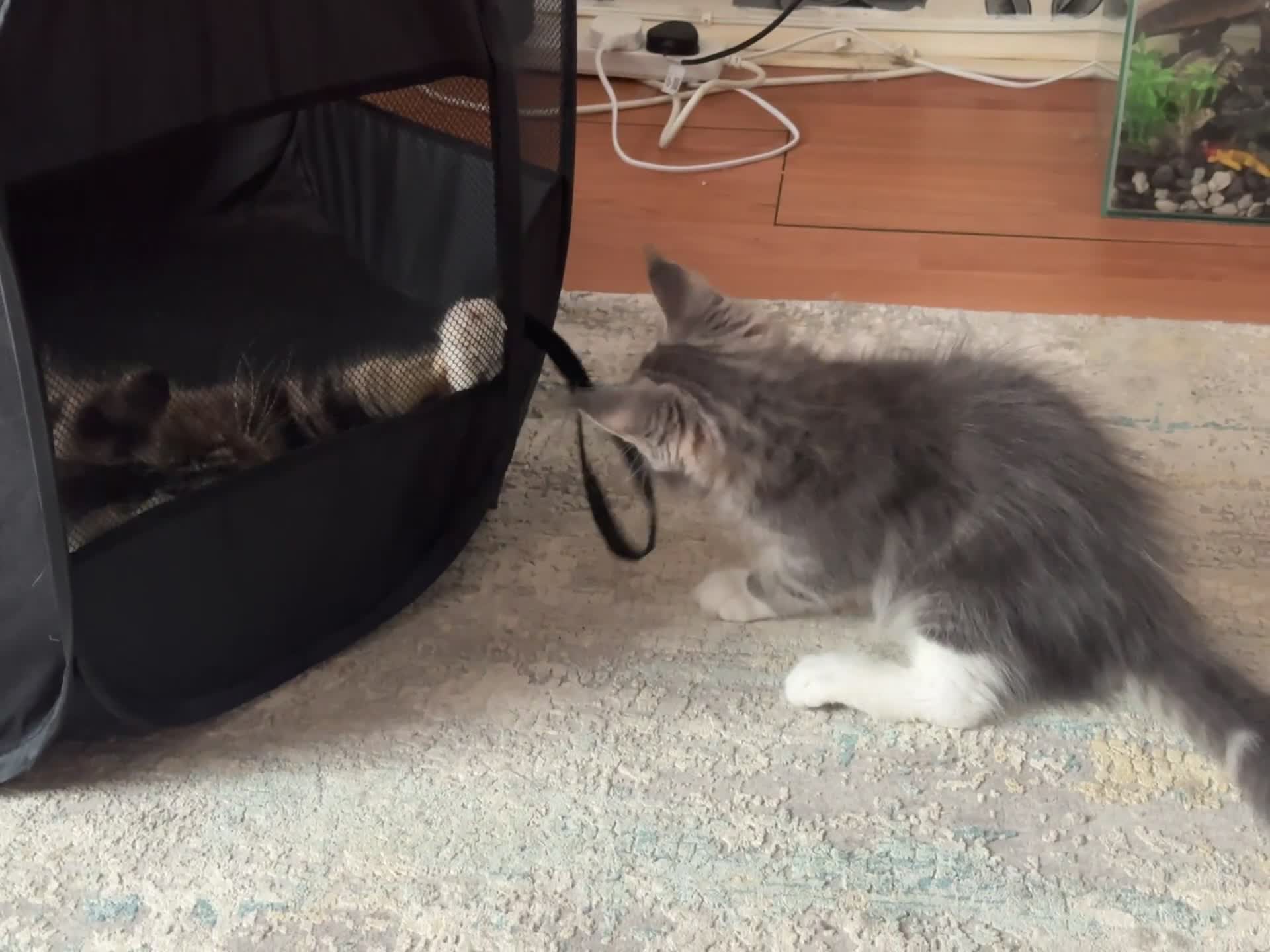 Maine Coon cats for sale: Maine Coon kittens Available!!!! - Video 3