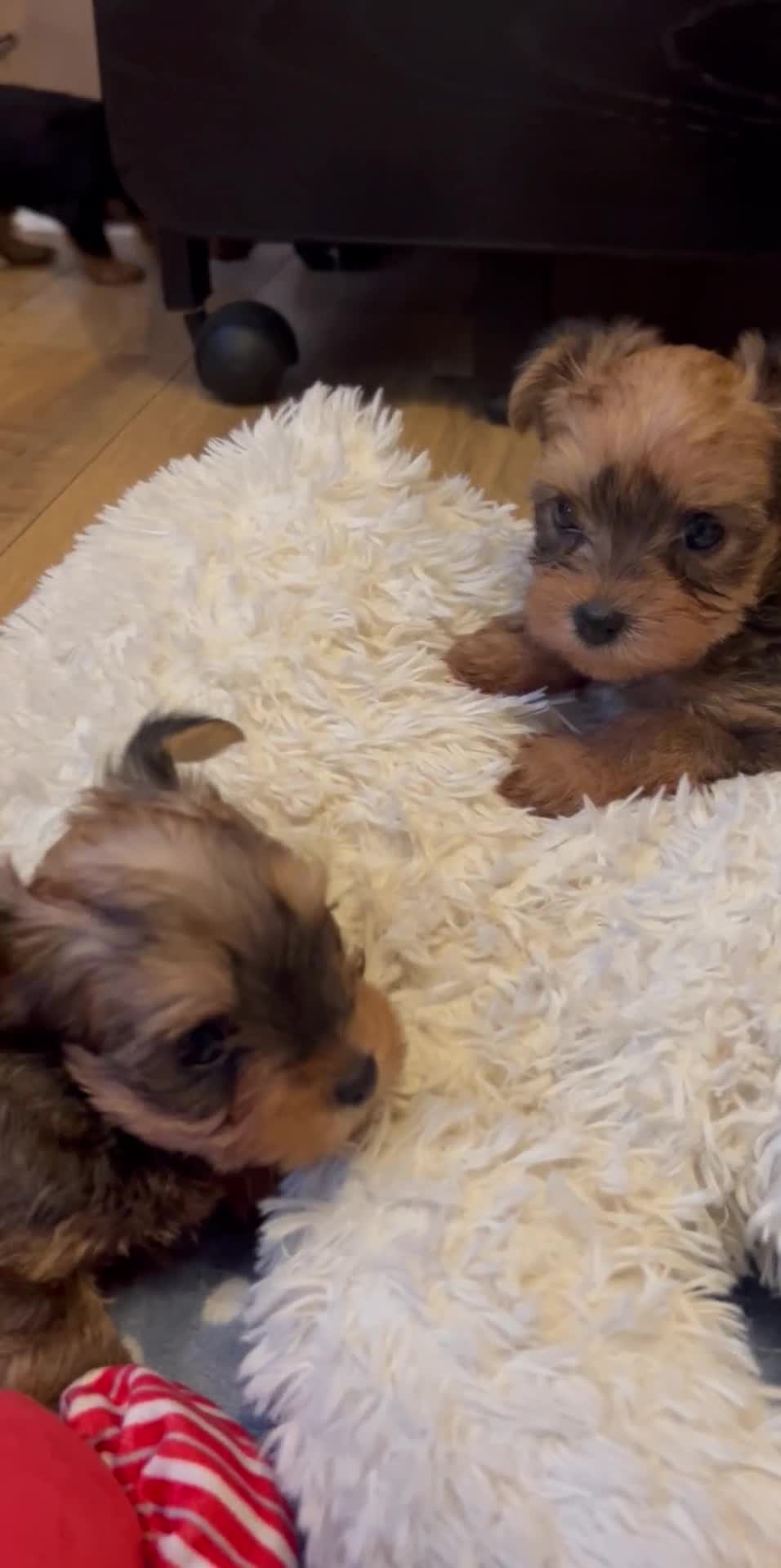 Yorkshire Terrier dogs for sale: Yorkshire terrier mini 1 female 3 male puppies  - Video 3