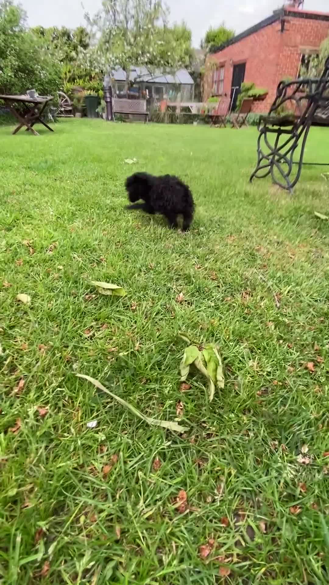 Miniature Poodle dogs for sale: Teeny tiny miniture poodle girl,ready now. - Video 1