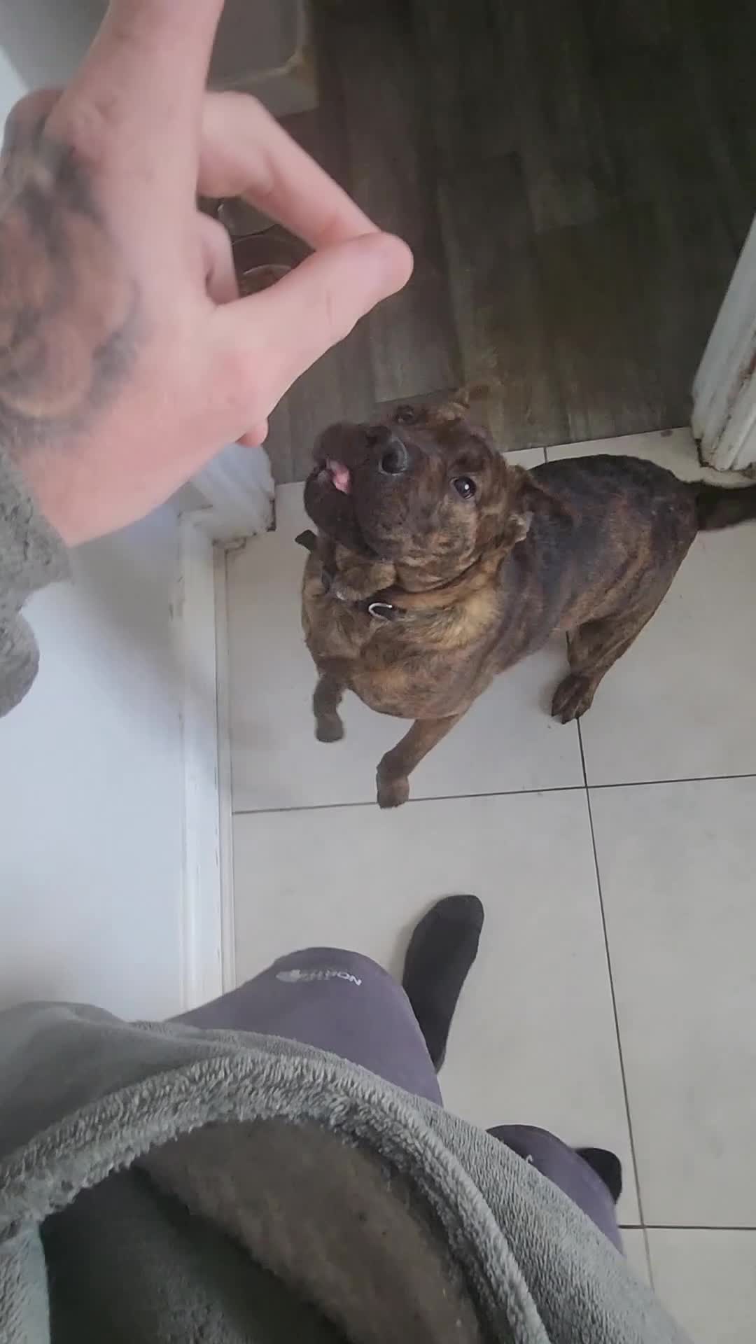 Mixed Breed dogs for sale: Hachi , shar pai x cane corso - Video 1