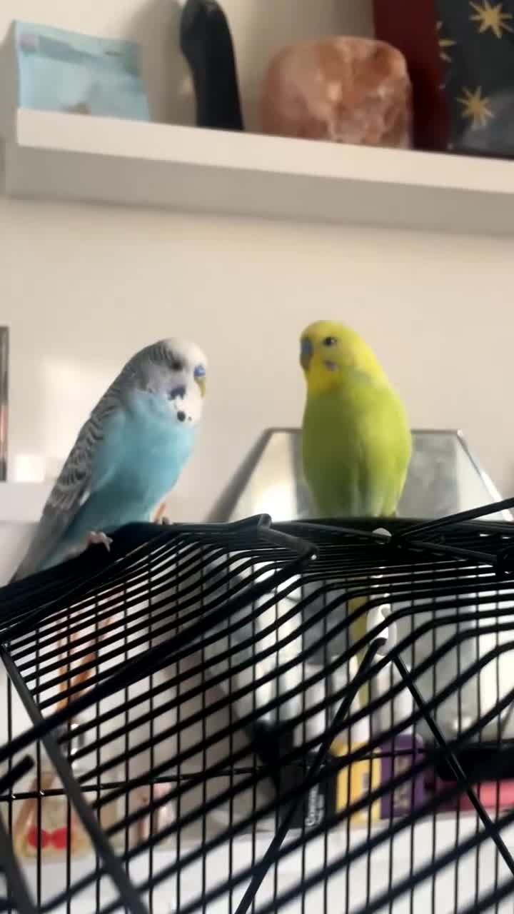 Budgerigars birds for sale: Two male budgies with cage for sale  - Video 1