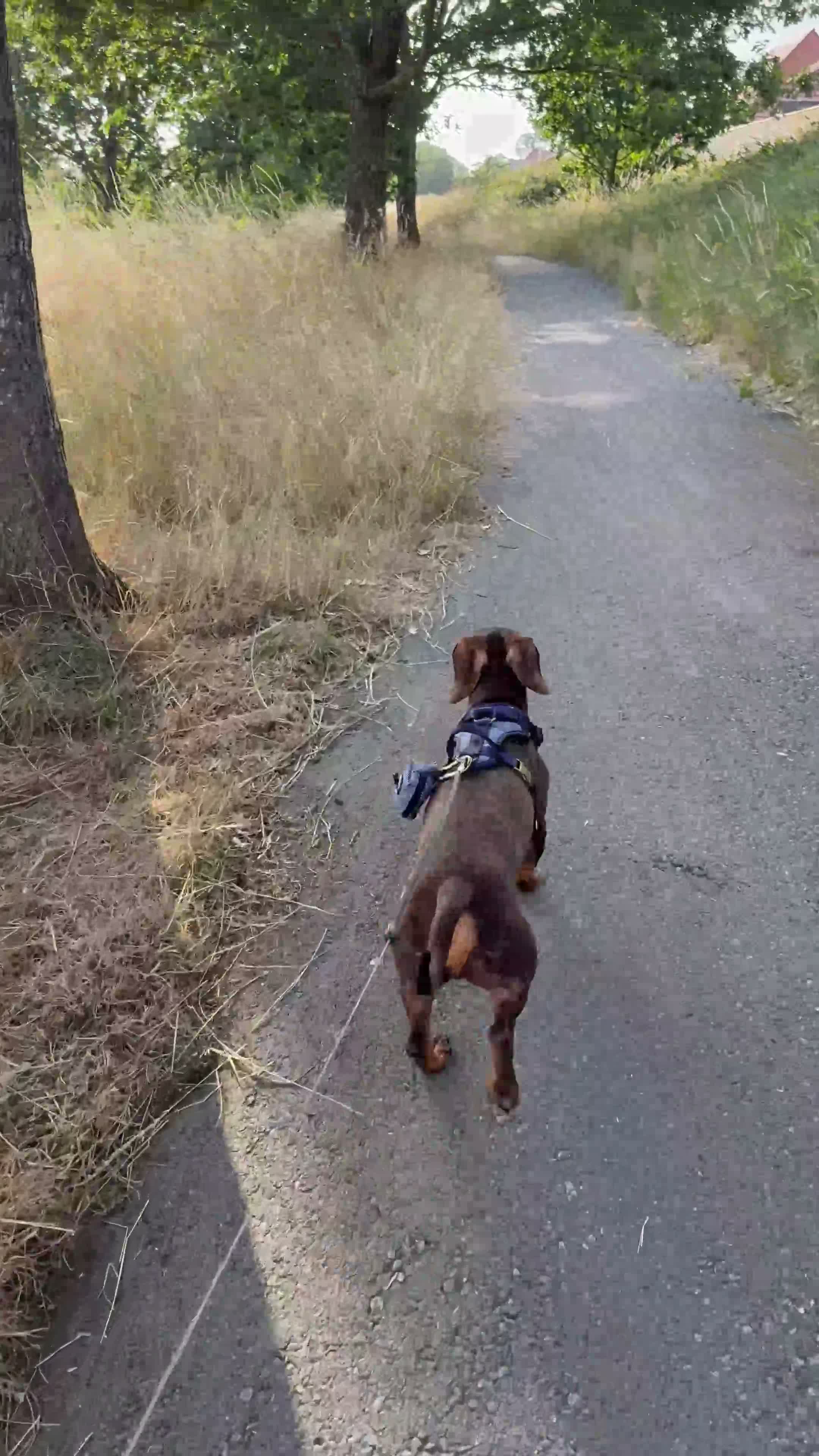 Dachshund dogs for sale: Cookie Dachshund - Video 1