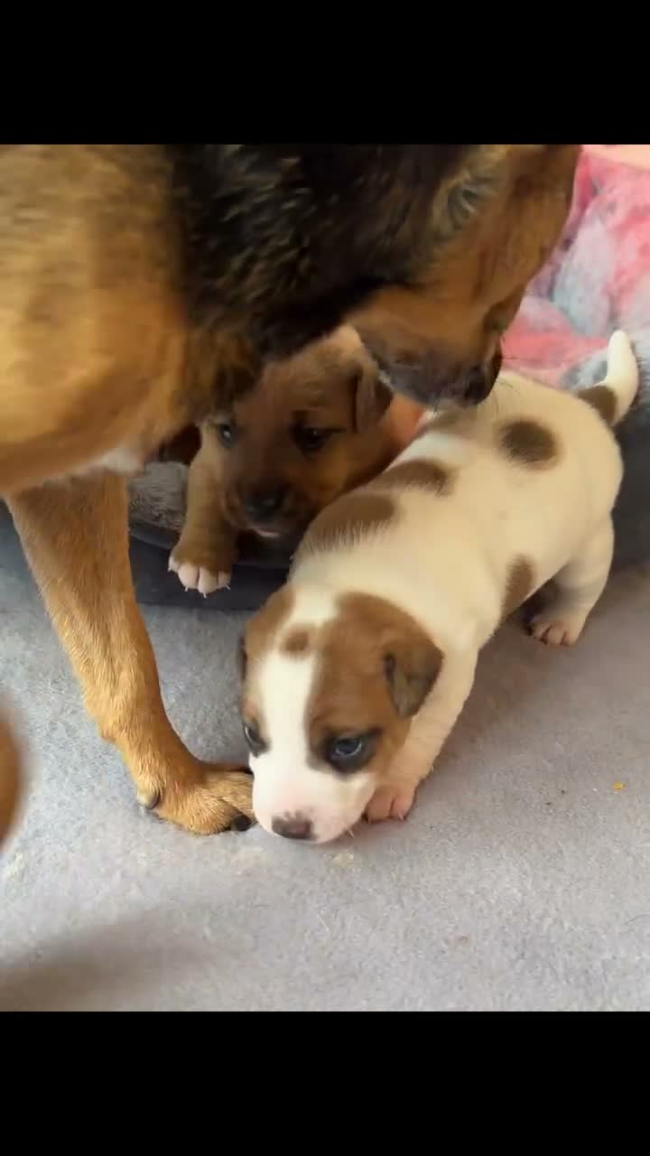 Jack Russell dogs for sale: Gorgeous Smooth-Coated Jack Russell Puppies 🐾 - Video 1