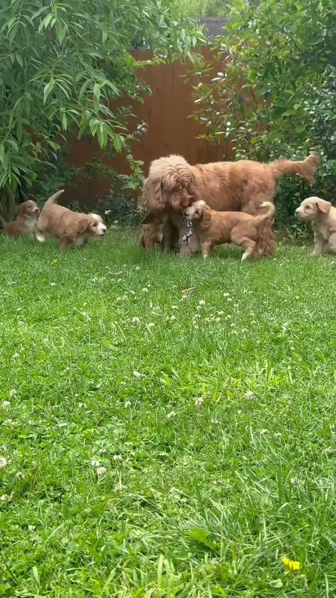 Australian Labradoodle dogs for sale: READY TO GO Australian Labradoodle x Cockapoo Pupp - Video 2