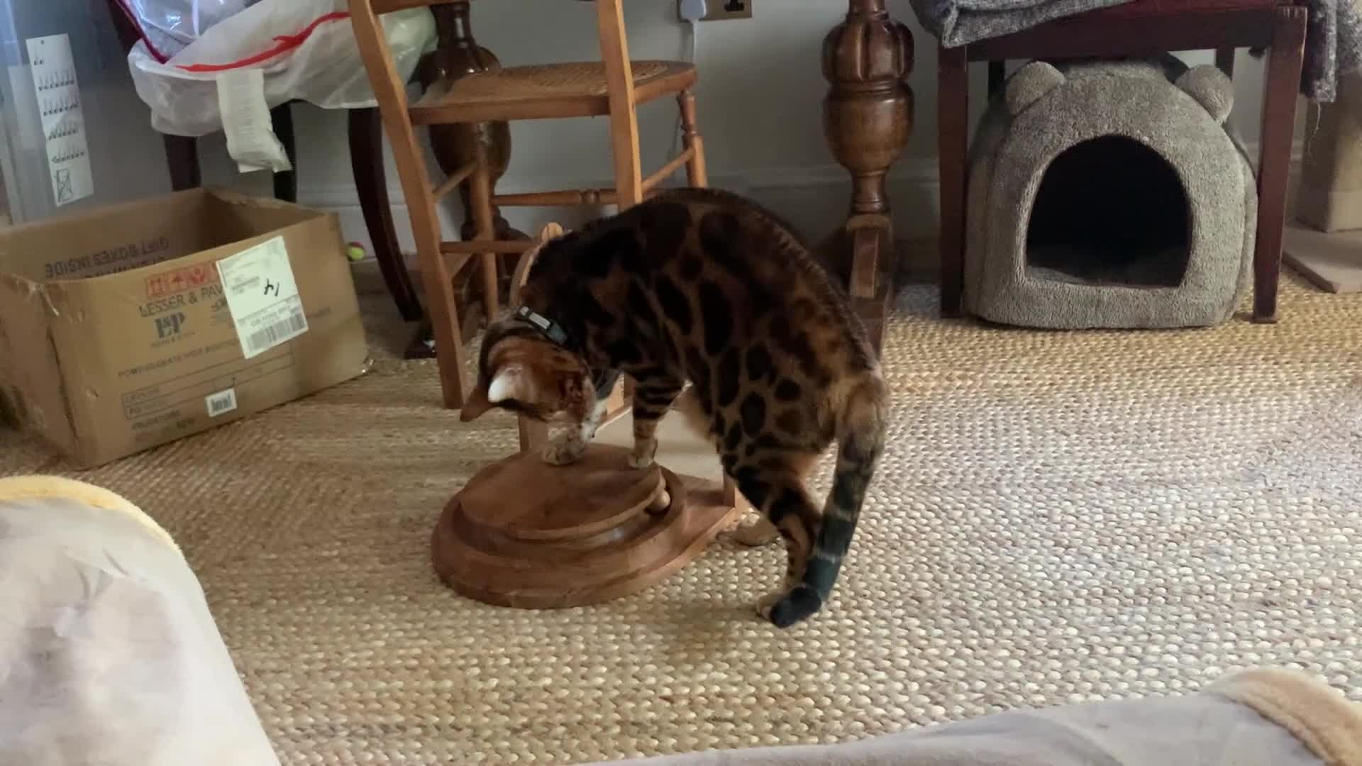 Bengal cats for sale: Mooshi & Summer – Bonded Pedigree Bengal & RB Pair - Video 1