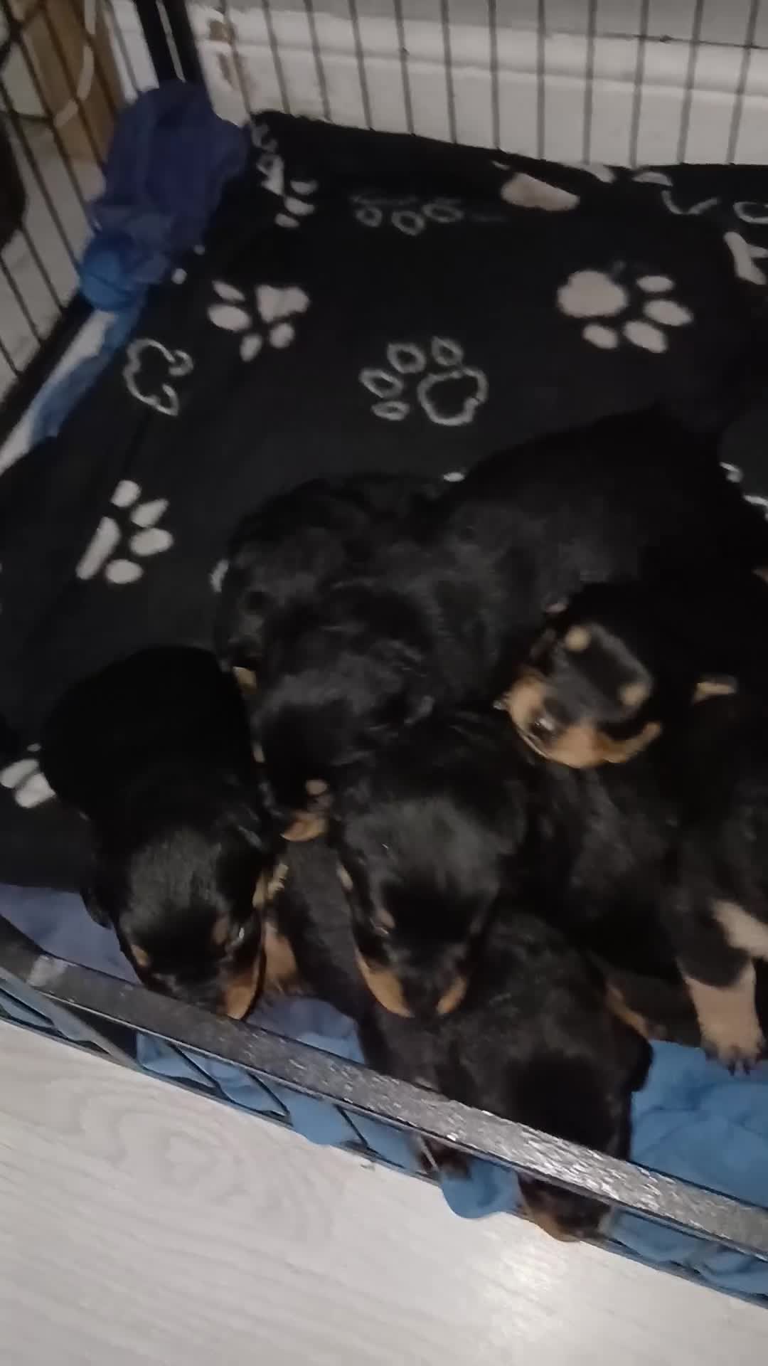 Rottweiler dogs for sale: Big chunky litter of 9 puppies - Video 1