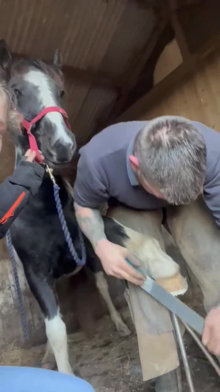 Dartmoor horses for sale: Rising 2 year old mare for sale  - Video 1