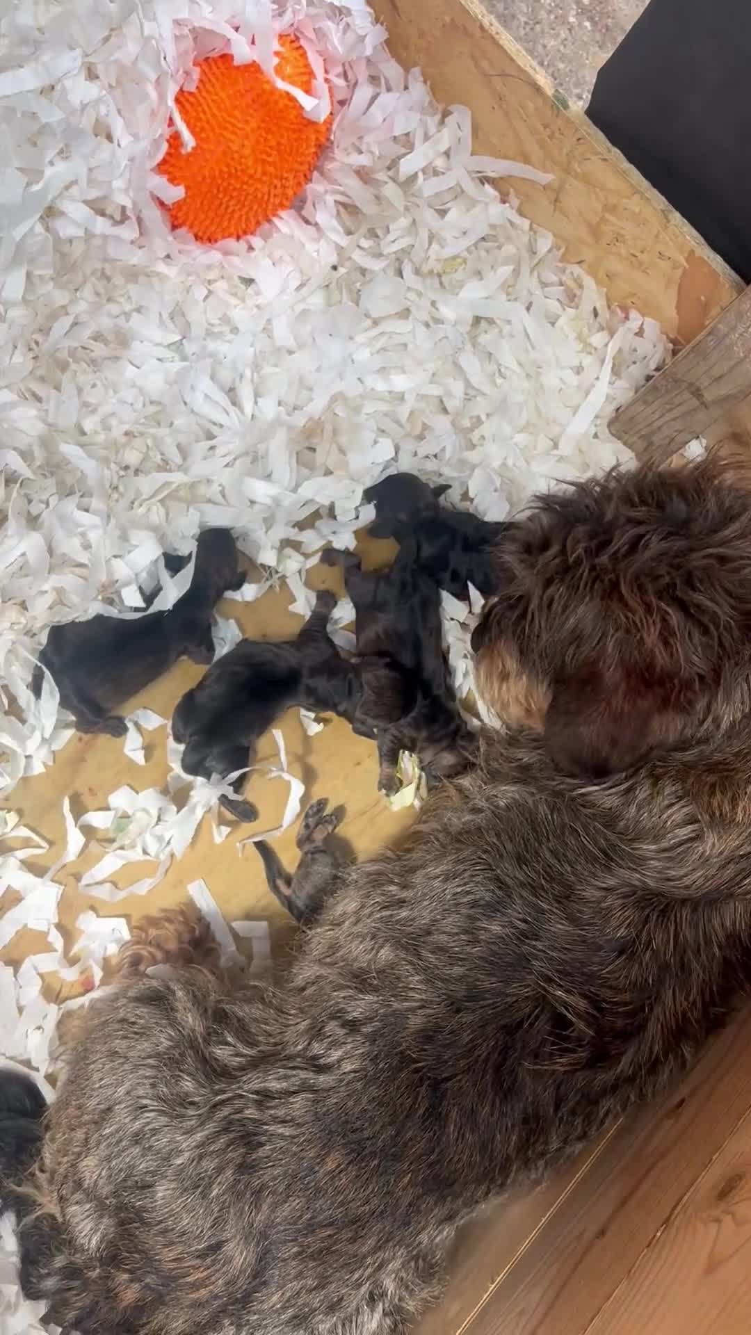 Dachshund dogs for sale: Wirey dachshund/ teckels - Video 1