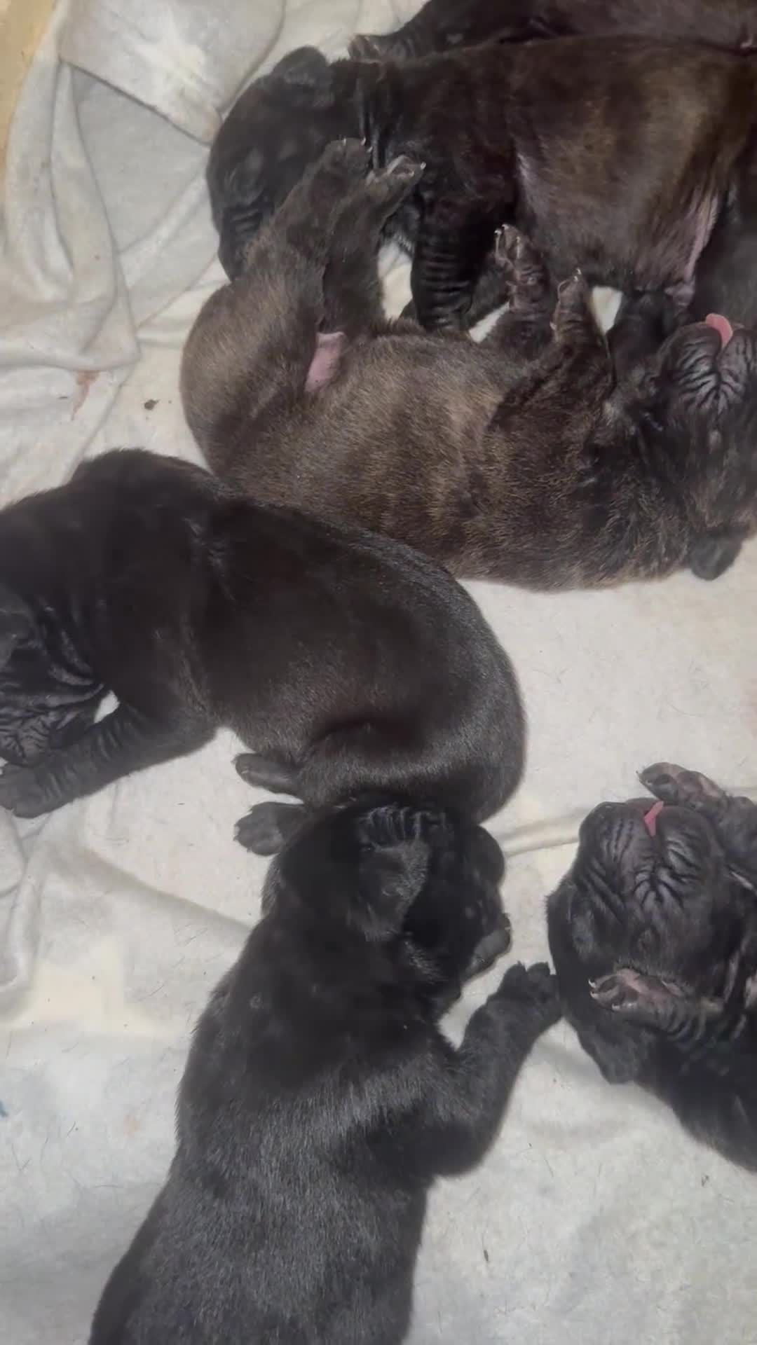 Cane Corso dogs for sale: Champion bloodline cane corso puppys - Video 1
