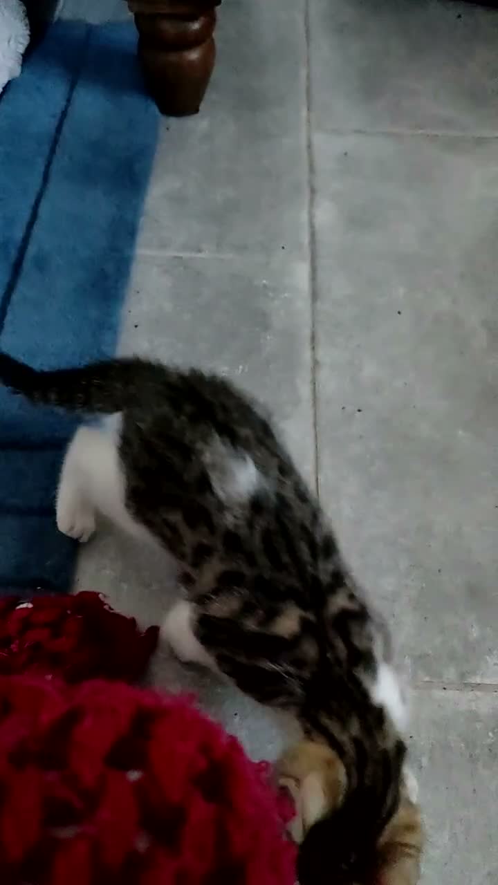 Mixed Breed cats for sale: 1 mix Bengal girl available - Video 1