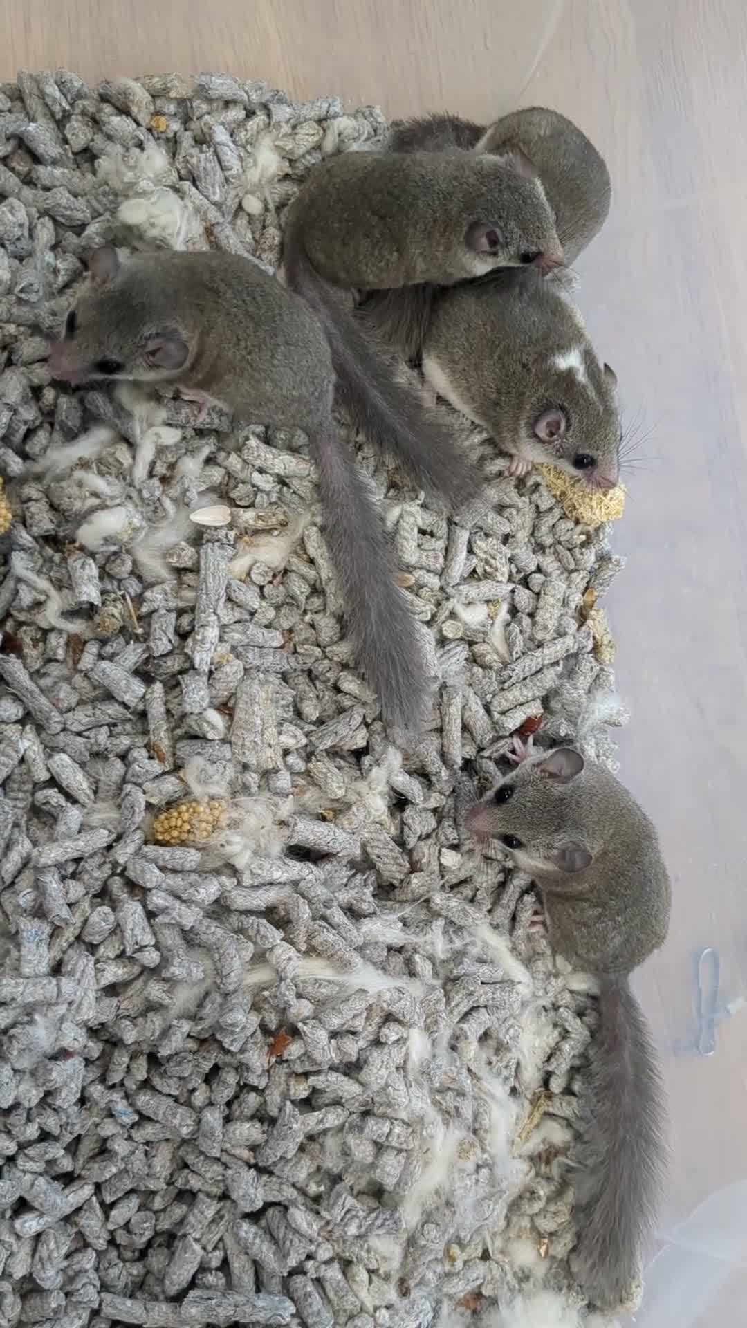Mouse rodents for sale: African Pygmy Dormice (Micro Squirrel) - Video 1