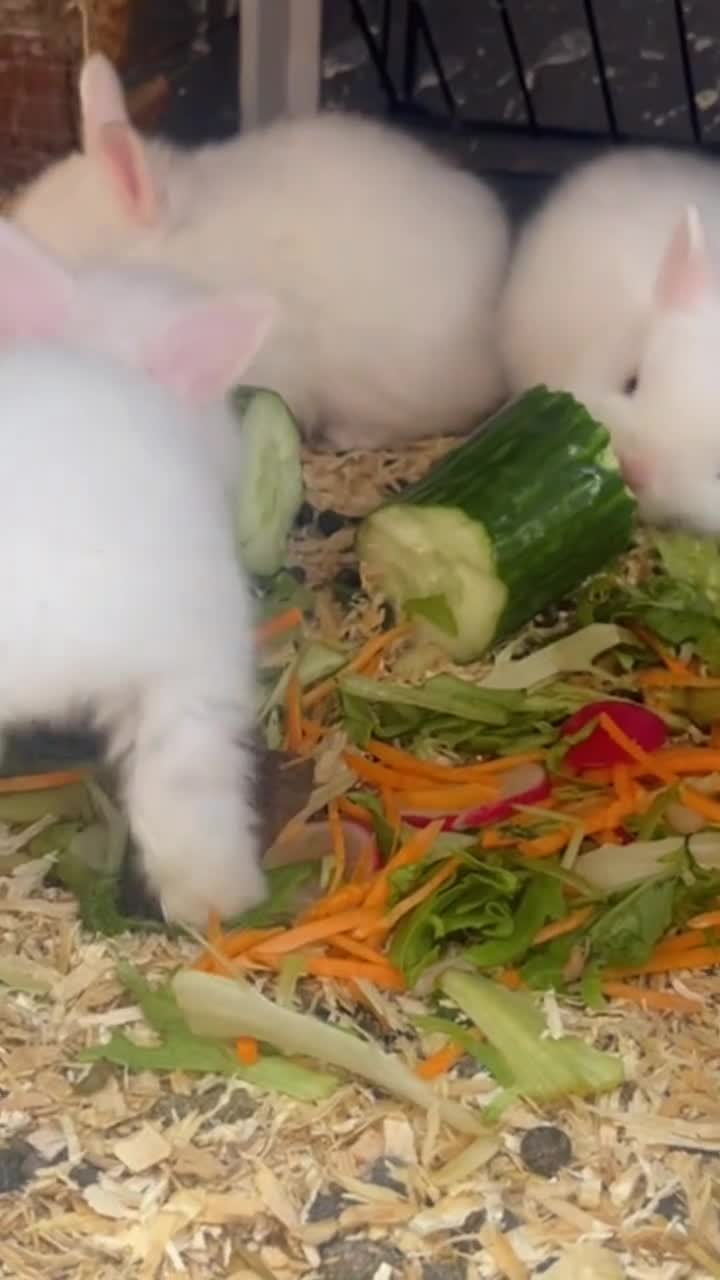 Mixed Breed rabbits for sale: Rabbits  in Manchester - Video 1