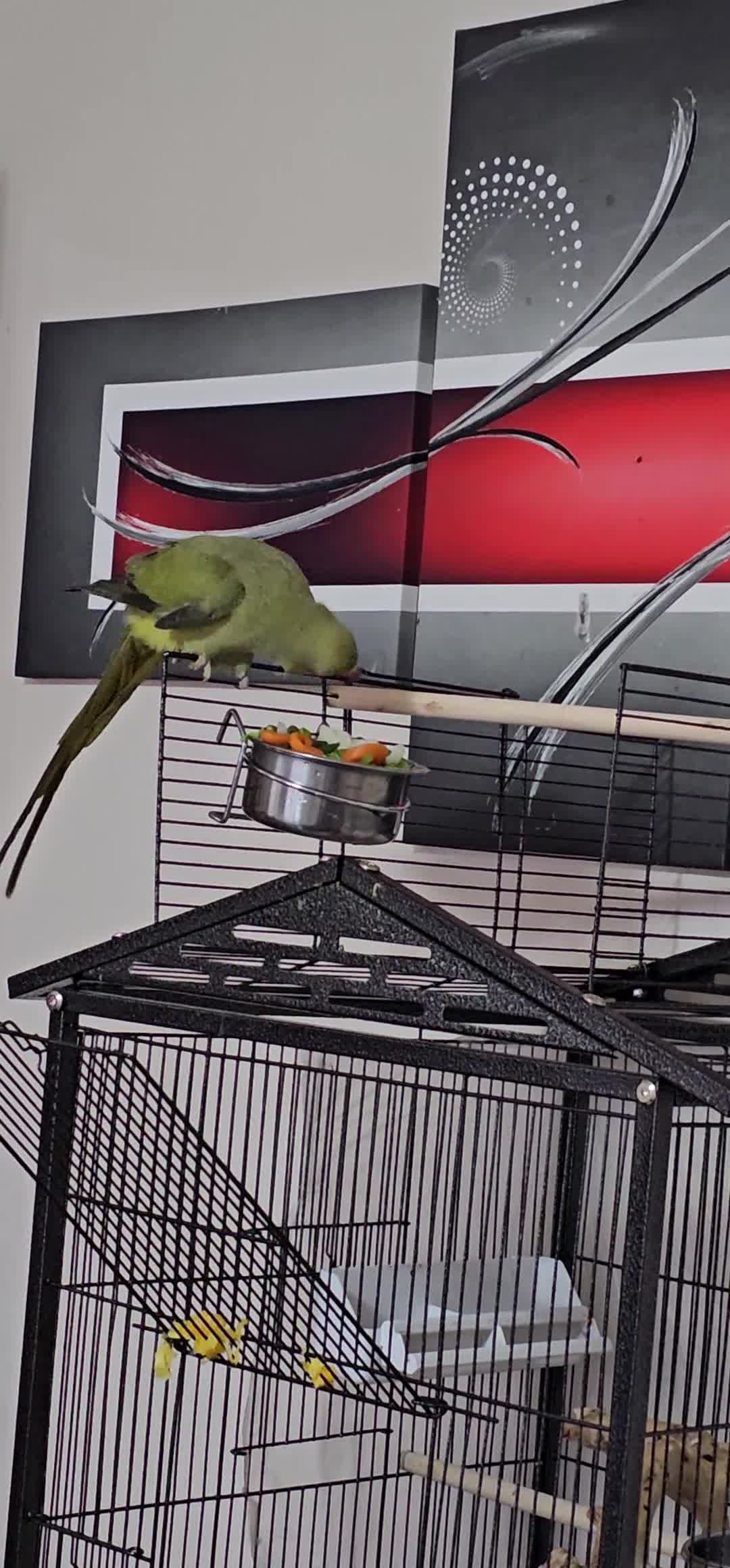 Ringnecks birds for sale: Indian Ringneck Parrot – Male, 9 Months Old in Weston-super-Mare - Video 1