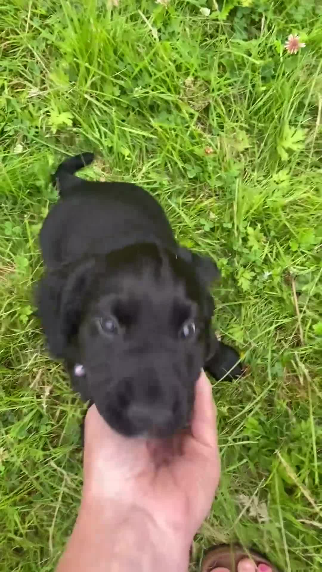 Cocker Spaniel dogs for sale: 2 boys ready now  - Video 1