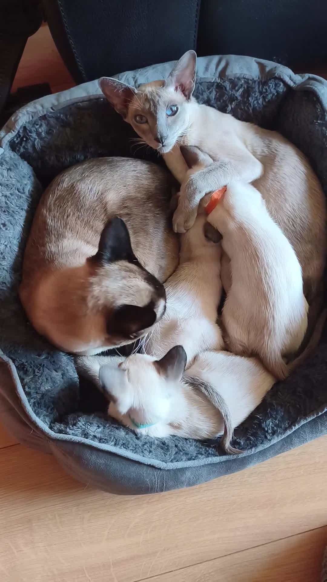 Siamese cats for sale: Gorgeous Siamese kittens!!! - Video 1