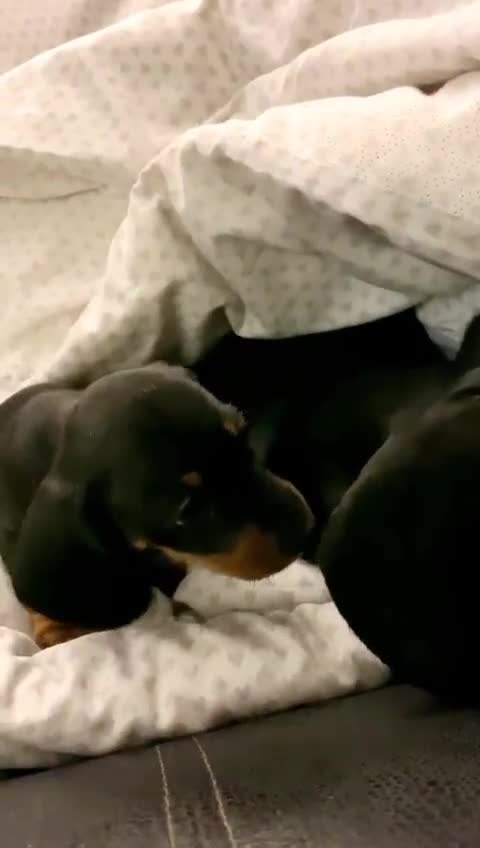 Miniature Dachshund dogs for sale: Sausage puppies Perfect Mini-Dachshunds  in Kidlington - Video 1