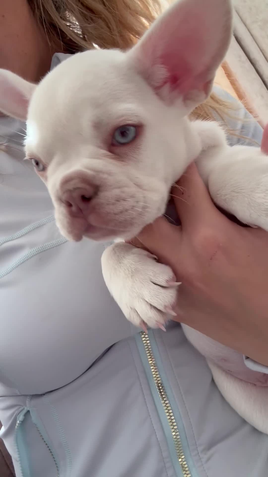 French Bulldog dogs for sale: Stunning French Bulldog Puppies – Family Raised - Video 1