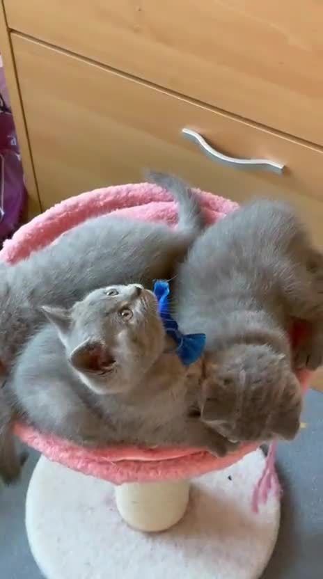 Scottish Fold cats for sale: 7 Scottish fold 😍beautiful  healthy kittens - Video 1