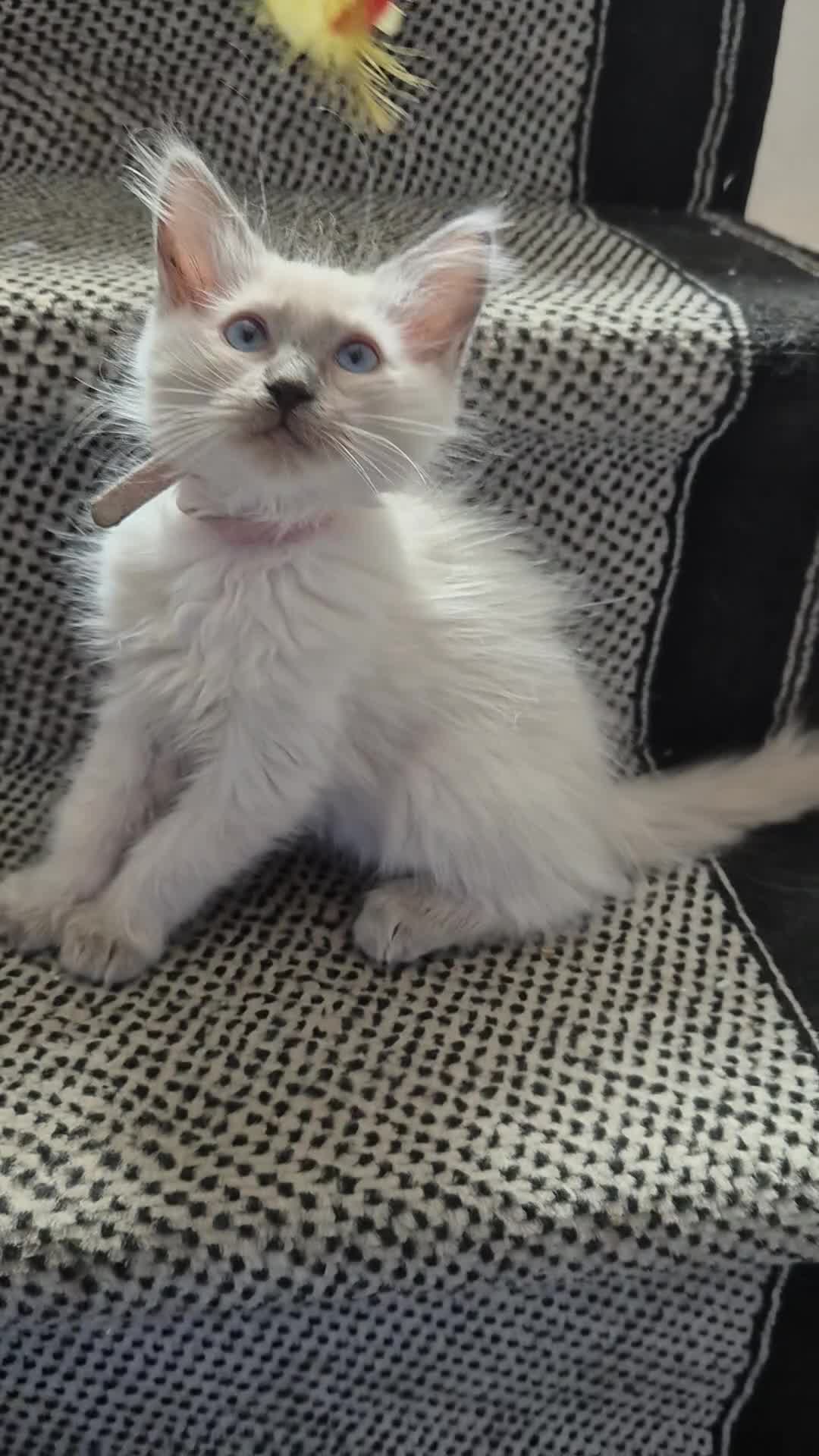 Ragdoll cats for sale: Beautiful Ragdoll kittens  - Video 2