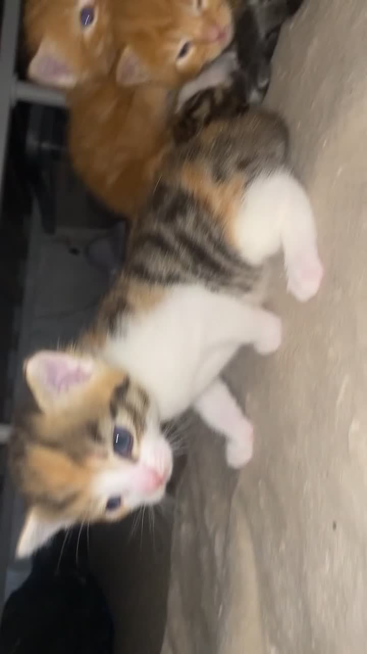 Mixed Breed cats for sale: Gorgeous Kittens Looking for Forever Homes Soon - Video 1