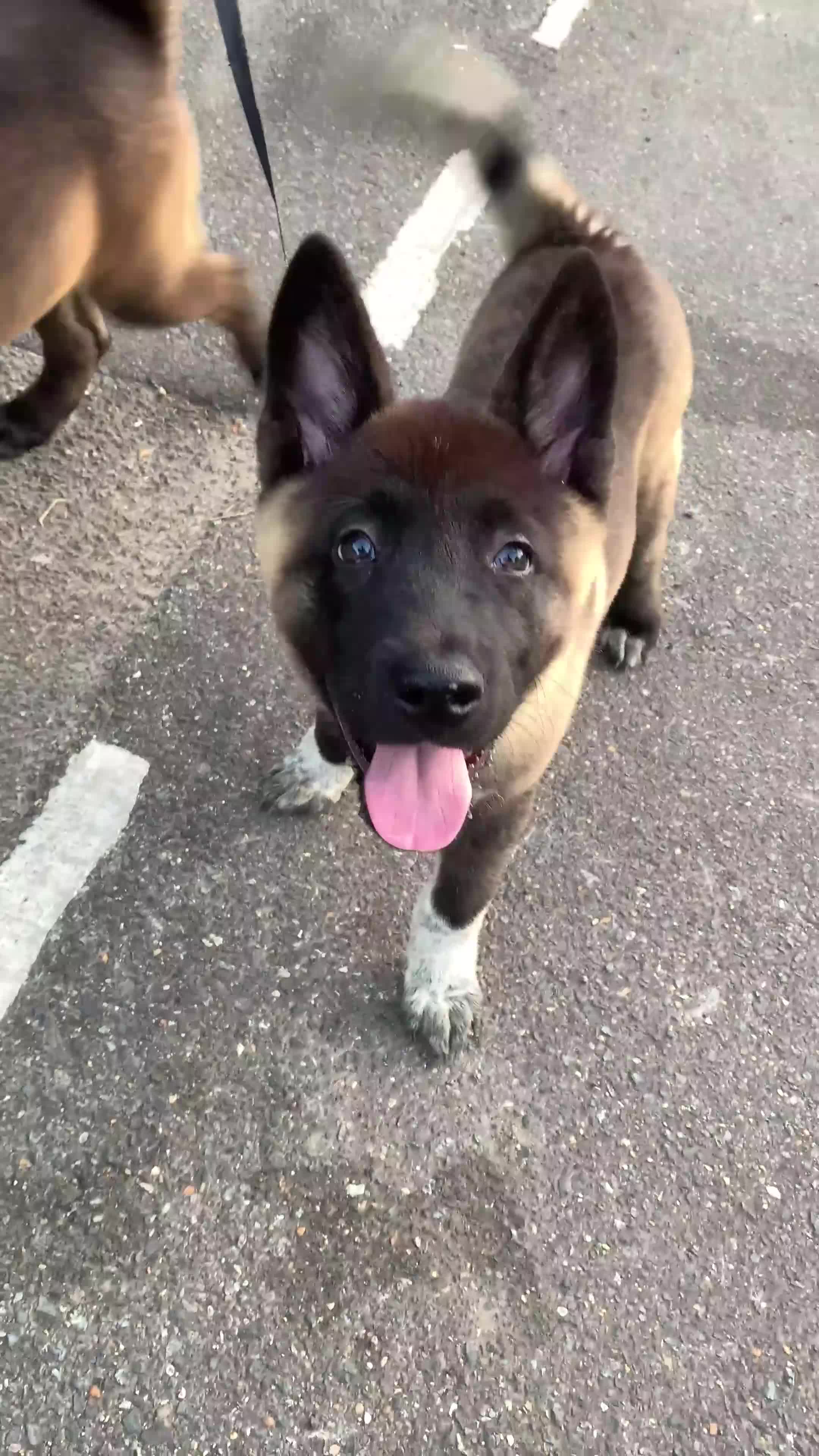 Akita dogs for sale: American Akita pup - Video 1