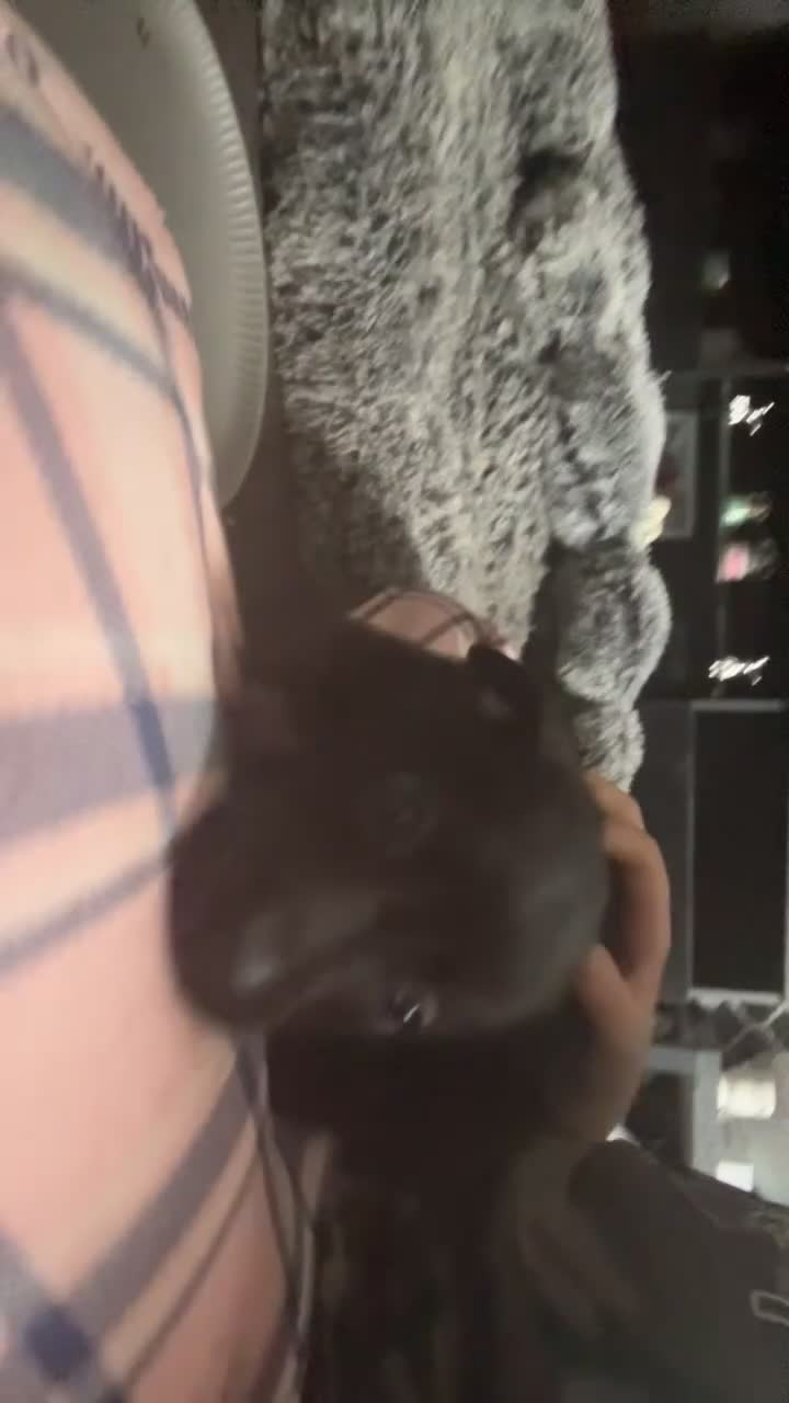 Mixed Breed dogs for sale: Females pups, rehoming ASAP - Video 1