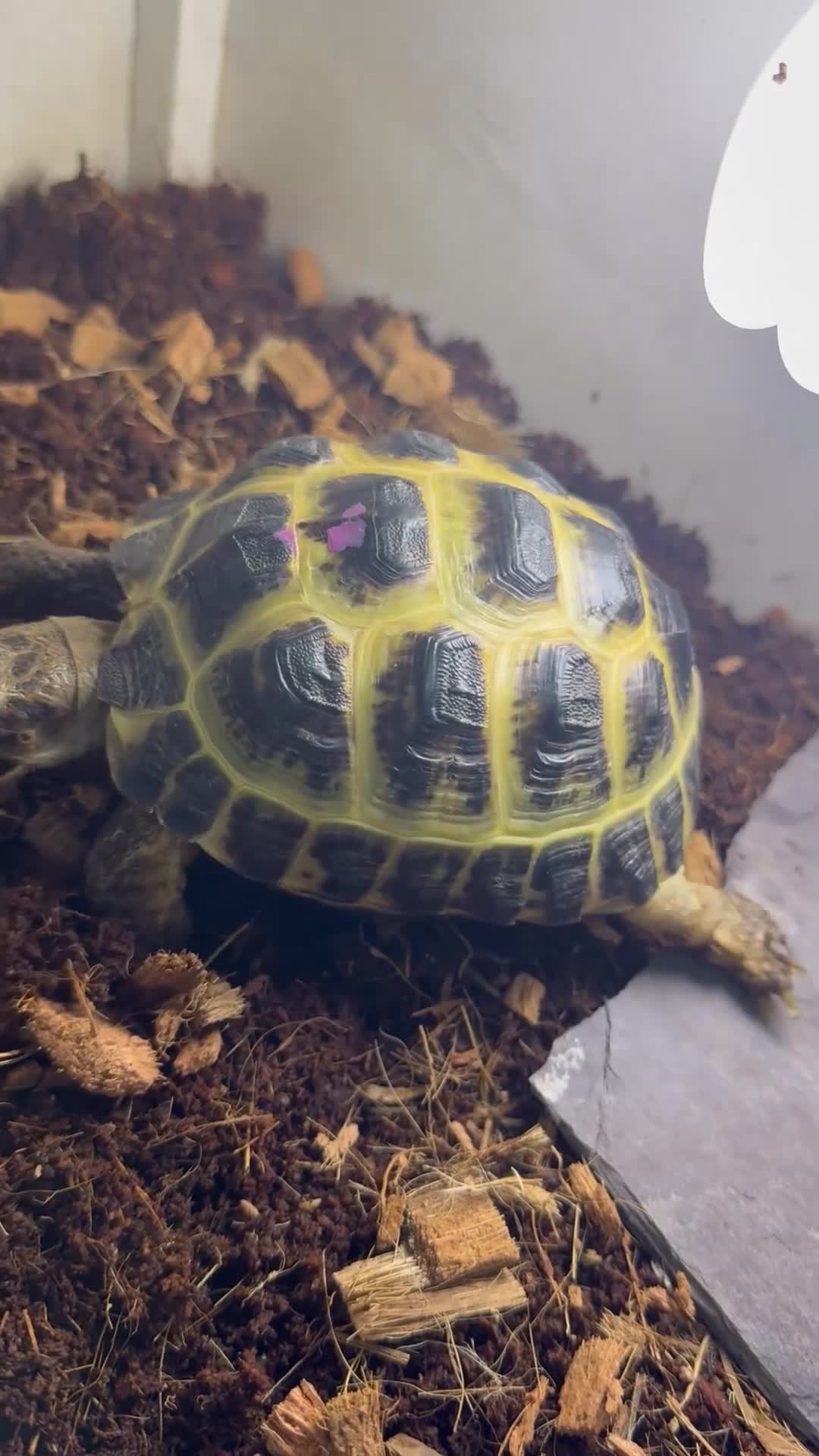 Tortoise reptiles for sale: Female tortoise very friendly  in Walsall - Video 2