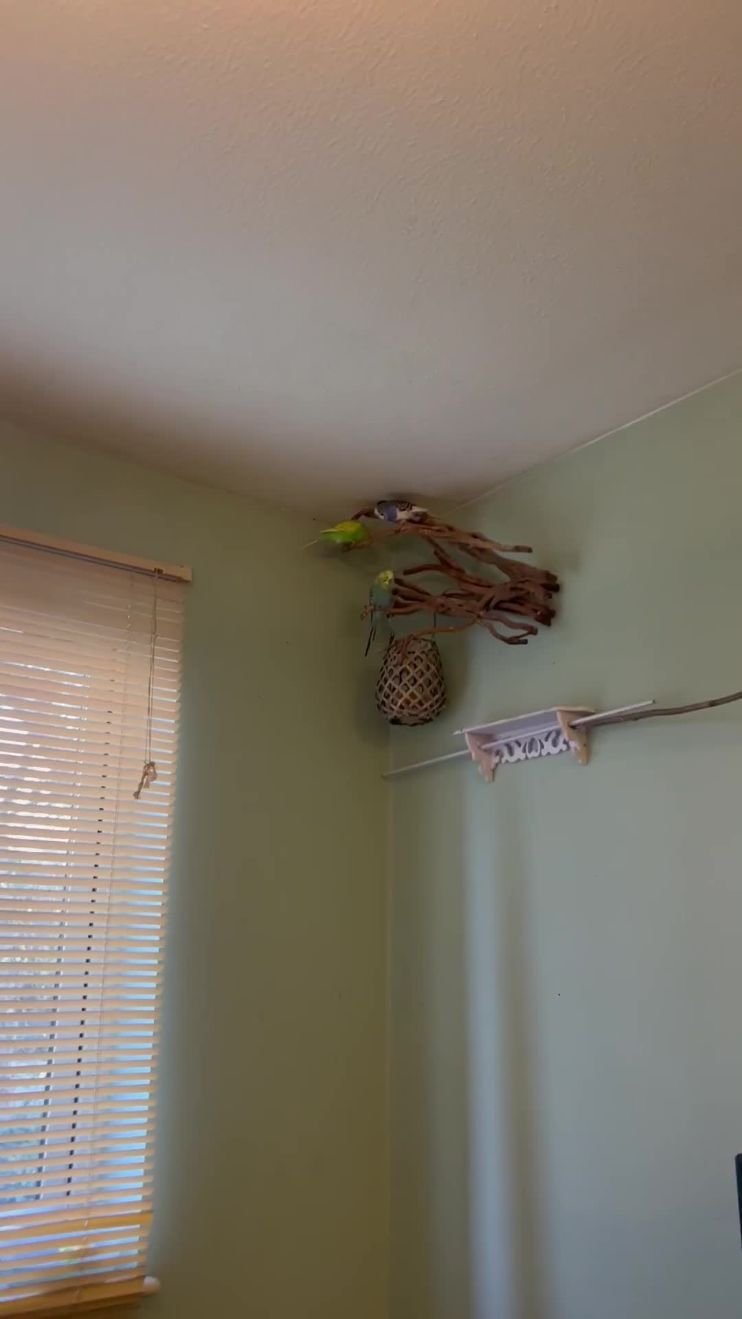 Budgerigars birds for sale: Budgies X 3, very healthy and playful,  - Video 1