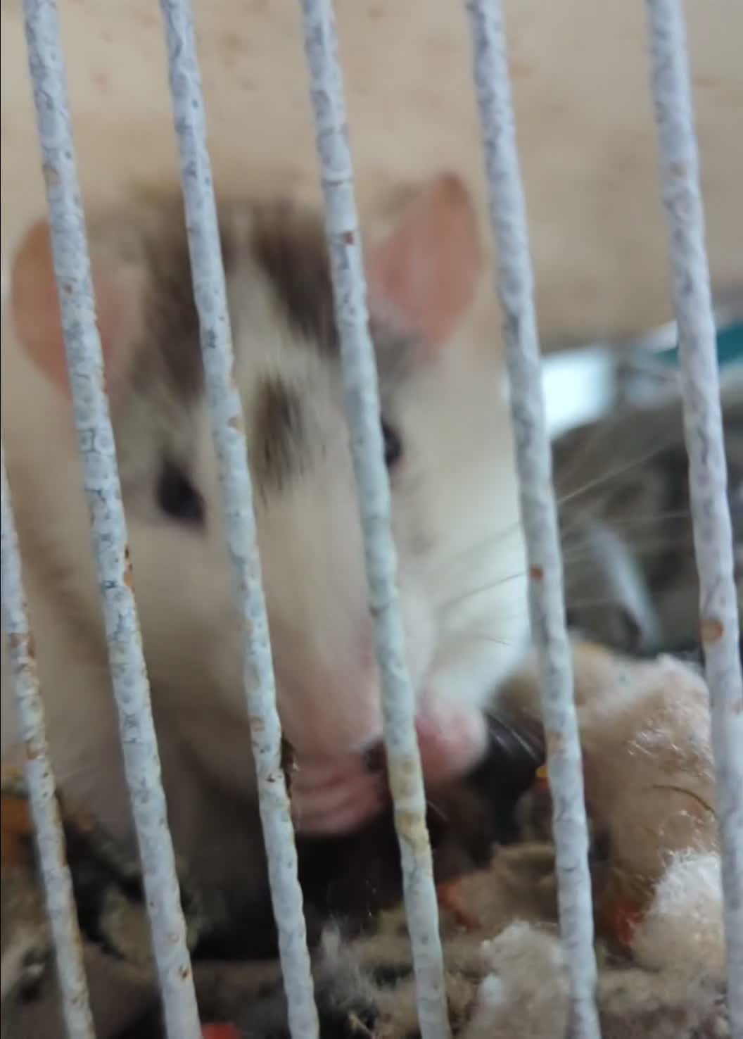 Rat rodents for sale: Female Rat Free to Good Home - Video 2