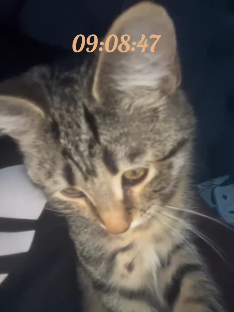 Mixed Breed cats for sale: 4 month old male kitten ready to leave - Video 2