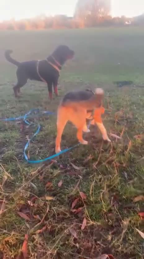 Mixed Breed dogs for sale: Sweet Meg needs her family  - Video 3