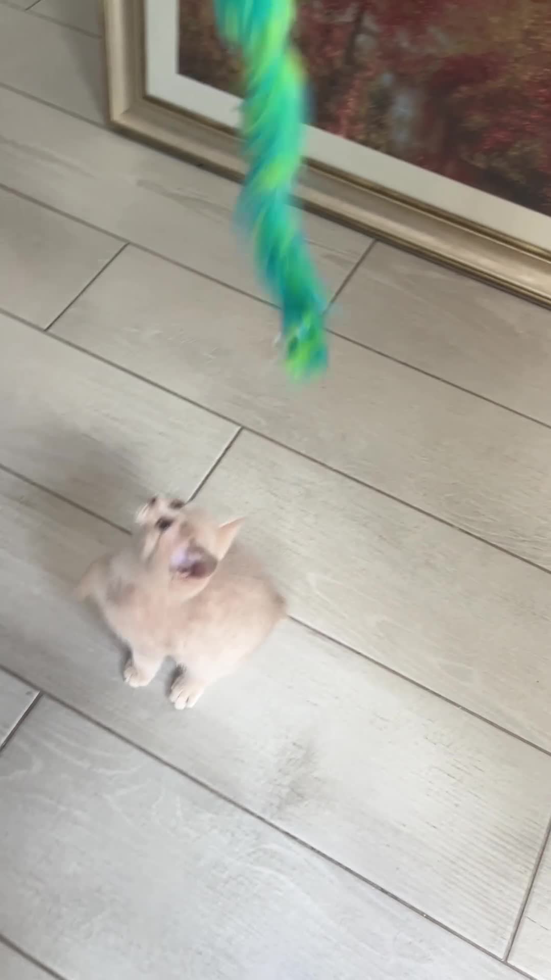 Manx cats for sale: Rear Manx kitten  - Video 1