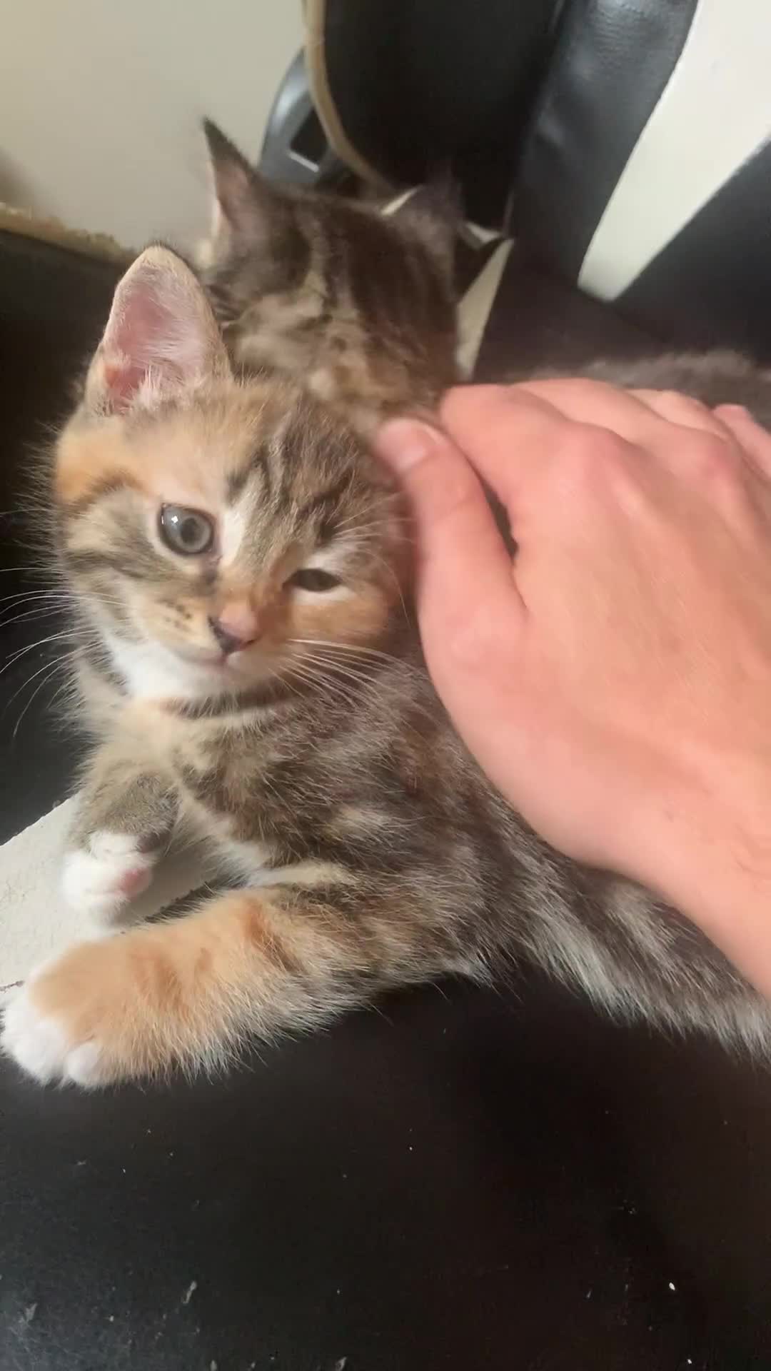 Mixed Breed cats for sale: Two gorgeous kittens for sale. - Video 1