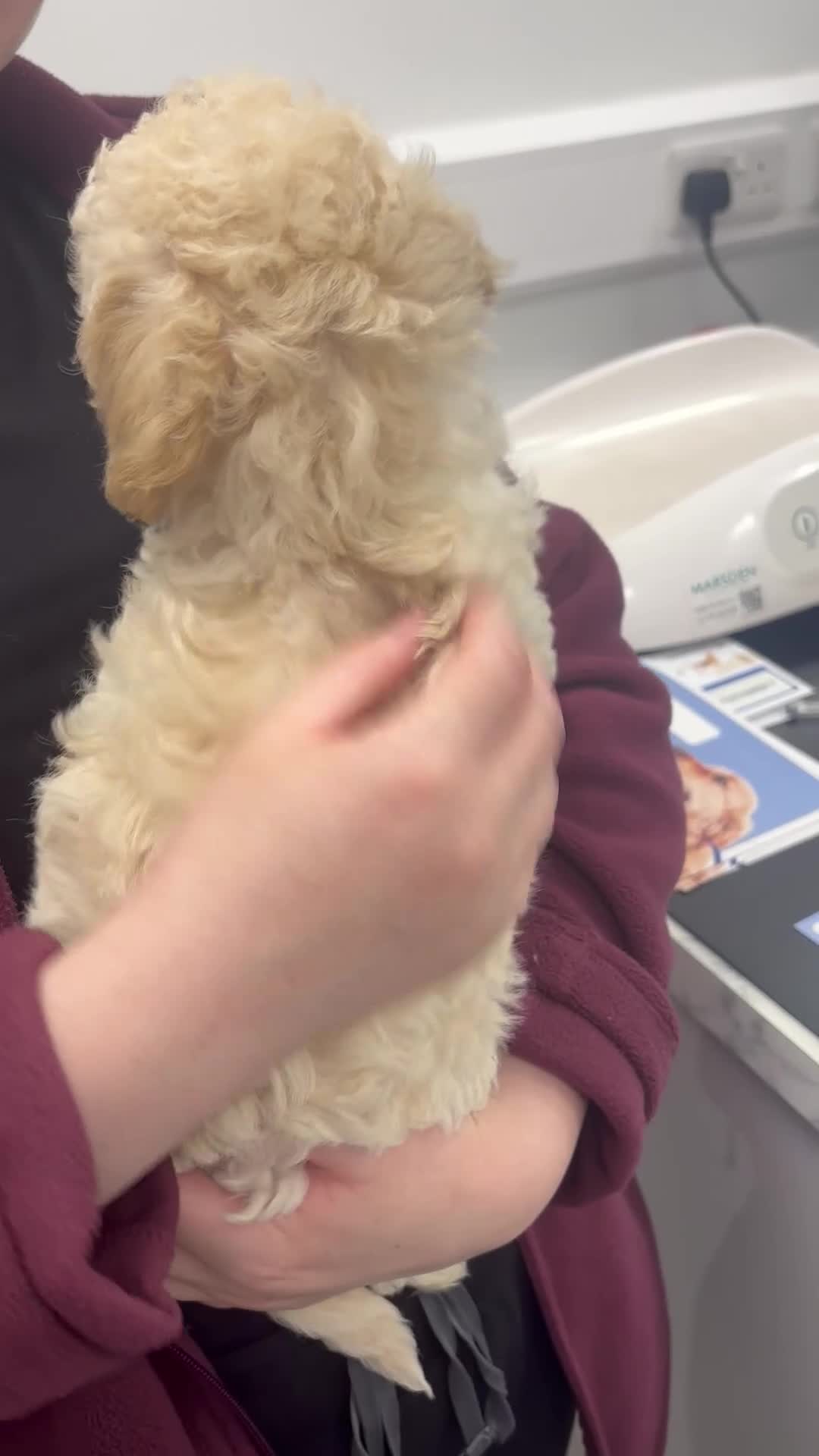 Poochon dogs for sale: 🌺3 POOCHON GIRLS in CHESHIRE🌺-Ready Fri  - Video 3