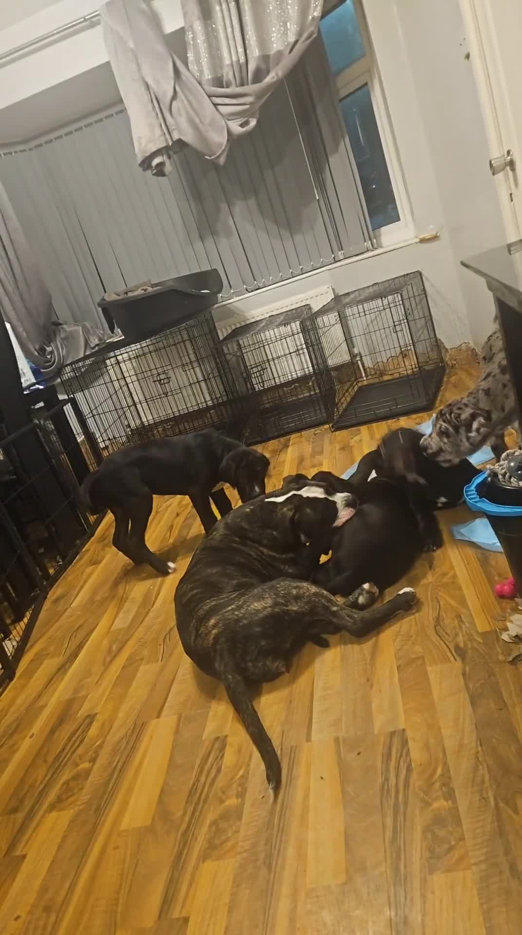 Cane Corso dogs for sale: Cane corso, 1 black male left. Very large pups - Video 2