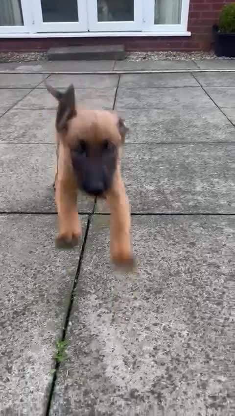 Belgian Shepherd Dog dogs for sale: belgian malinois Pup ready to go - Video 1