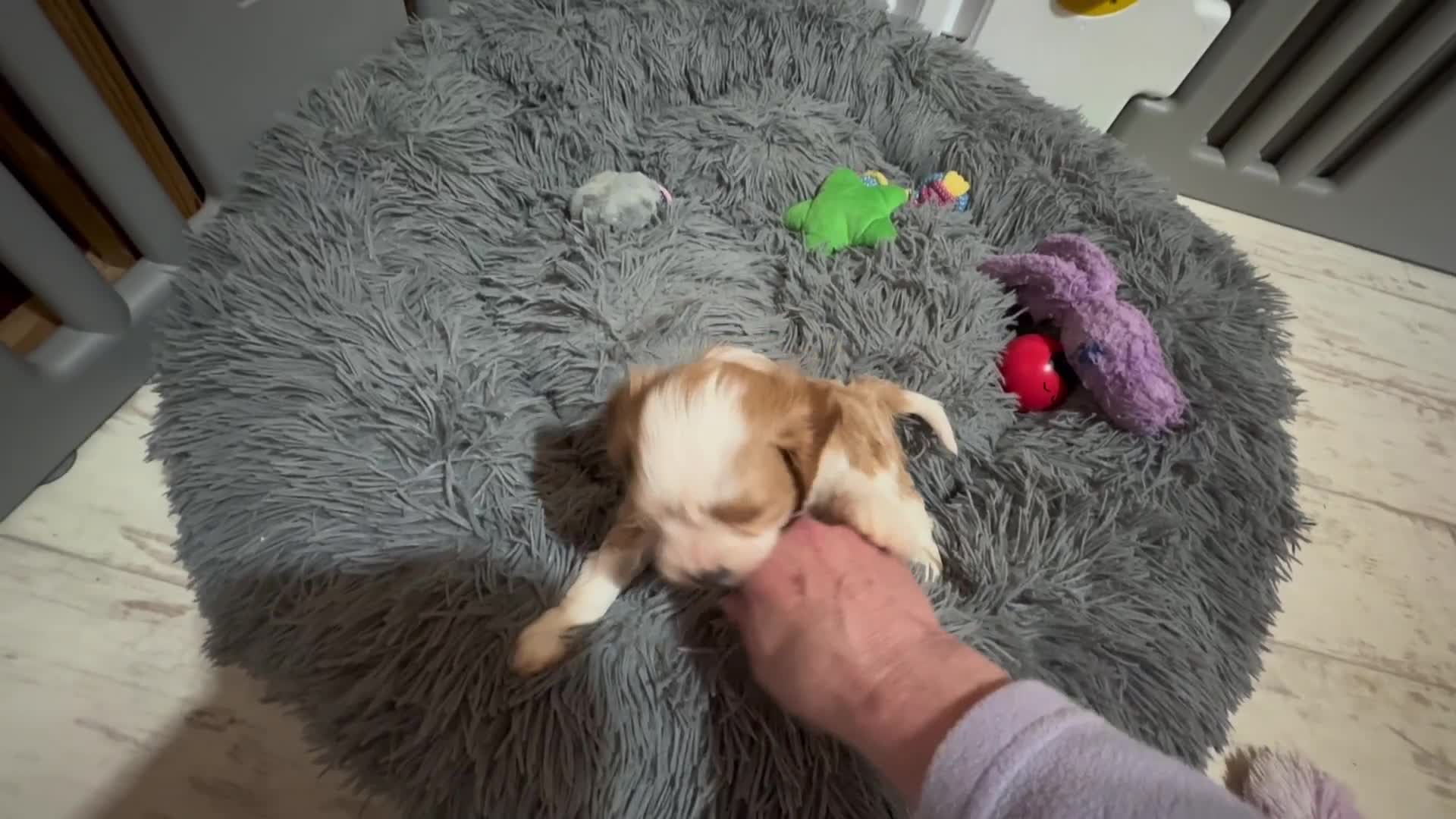Cavapoo dogs for sale: Miniature Australian Cavadoodles - Video 3