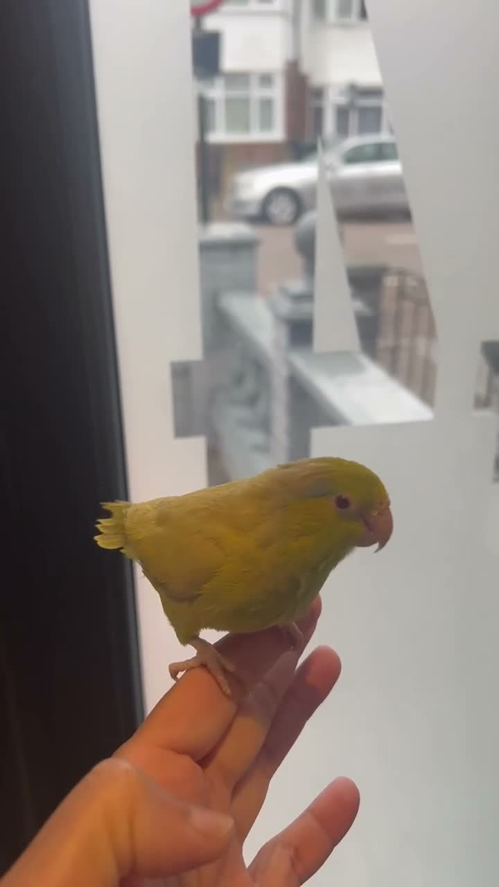 Mixed Breed birds for sale: Baby, tame, breeding birds clearance - Video 2