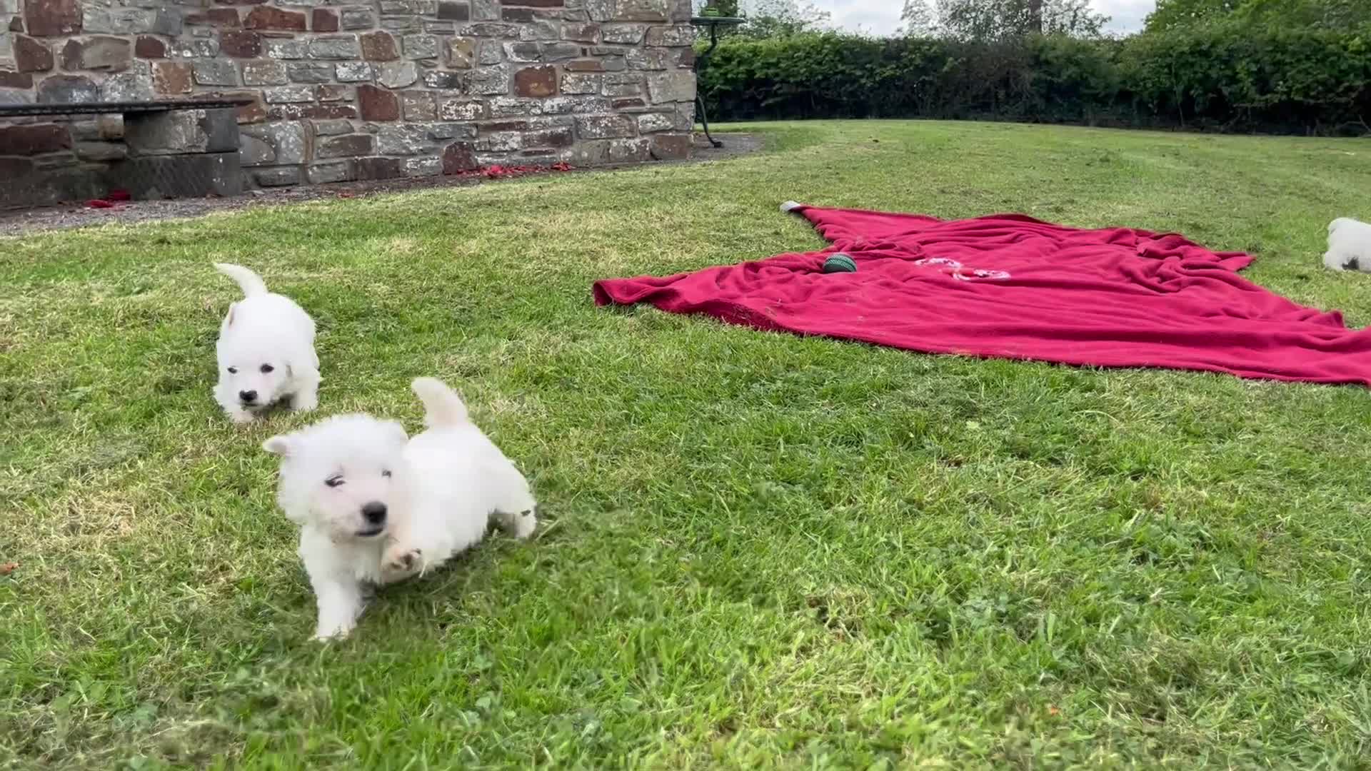 West Highland Terrier dogs for sale: Beautiful Westie Puppies  - Video 1