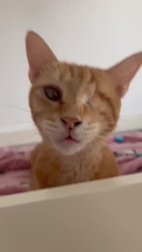 Mixed Breed cats for adoption: PHO DYPSY BONDED BROTHERS NEUTERED AFFECTIONATE   - Video 2