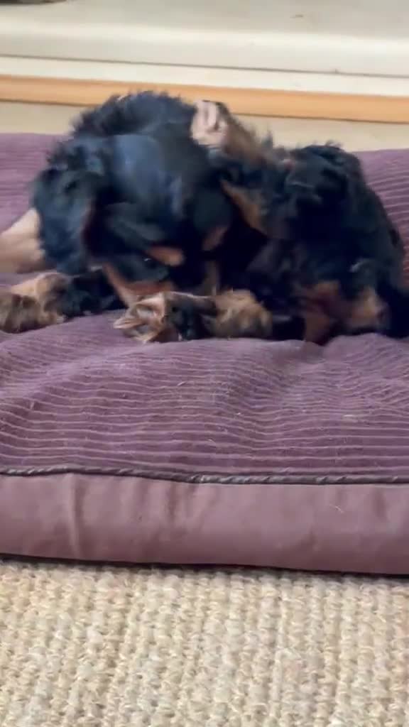 Cavalier King Charles Spaniel dogs for sale: HEART, EYE and DNA Tested Black and Tan boy  in Chard - Video 2