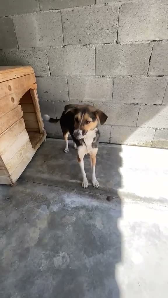 Mixed Breed dogs for adoption: Abby, 2 yrs approx. Available for adoption. in Brixham - Video 1