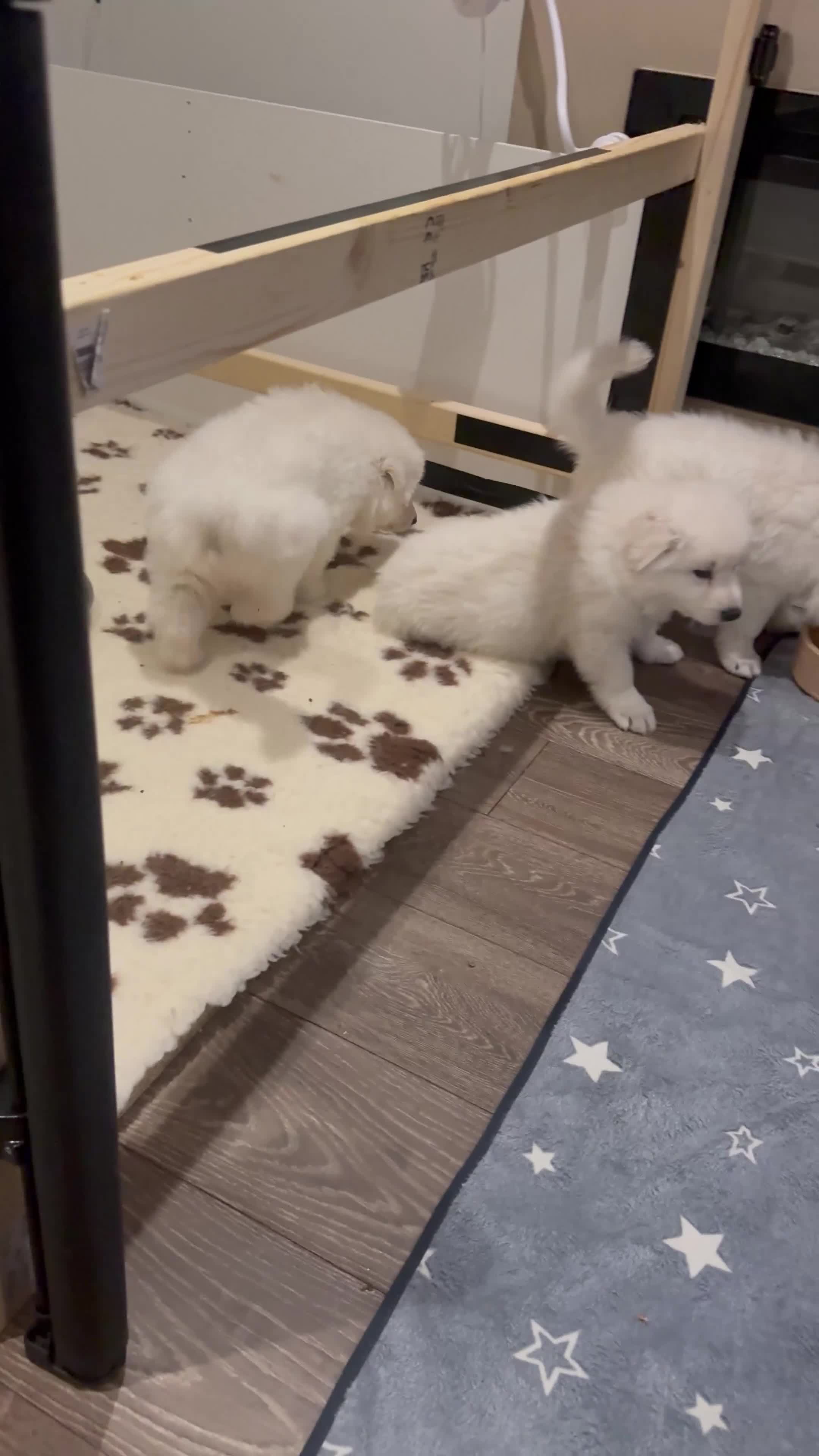 White Swiss Shepherd dogs for sale: Ready for collection - Video 3