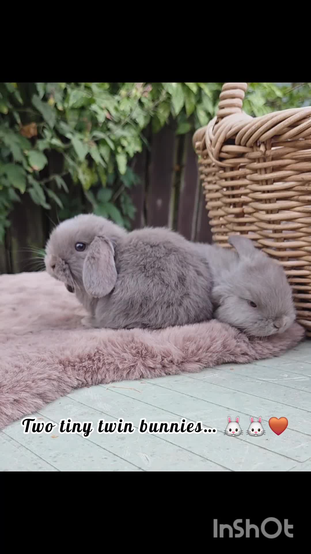Mini Lop rabbits for sale: 🌻Beautiful Baby Mini Lops 🌻 Ready 5th & 11th Sep - Video 1