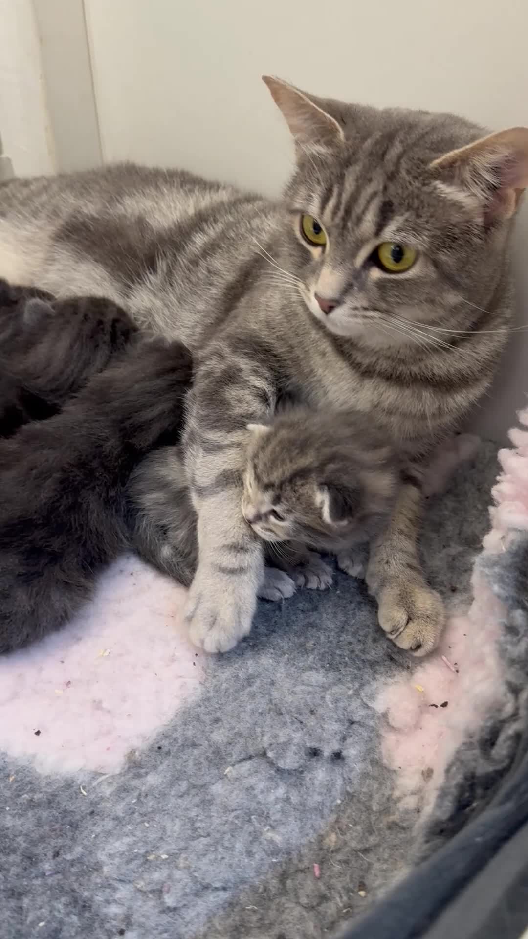 Mixed Breed cats for sale: Maine coon x Ragdoll/Bengal kittens - Video 2