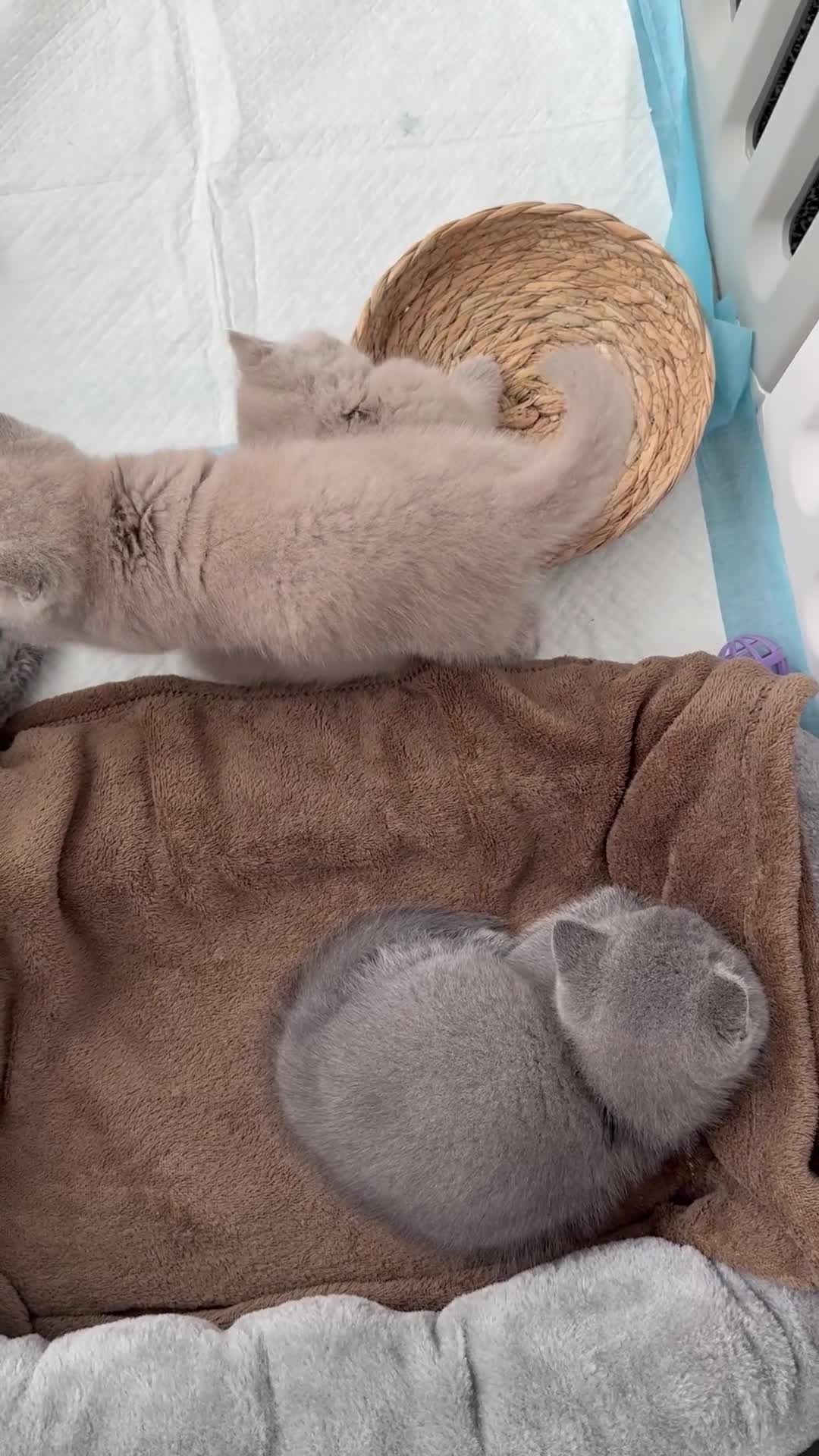 British Shorthair cats for sale: BRITISH SHORTHAIR - Full Pedigree/Registered - Video 2