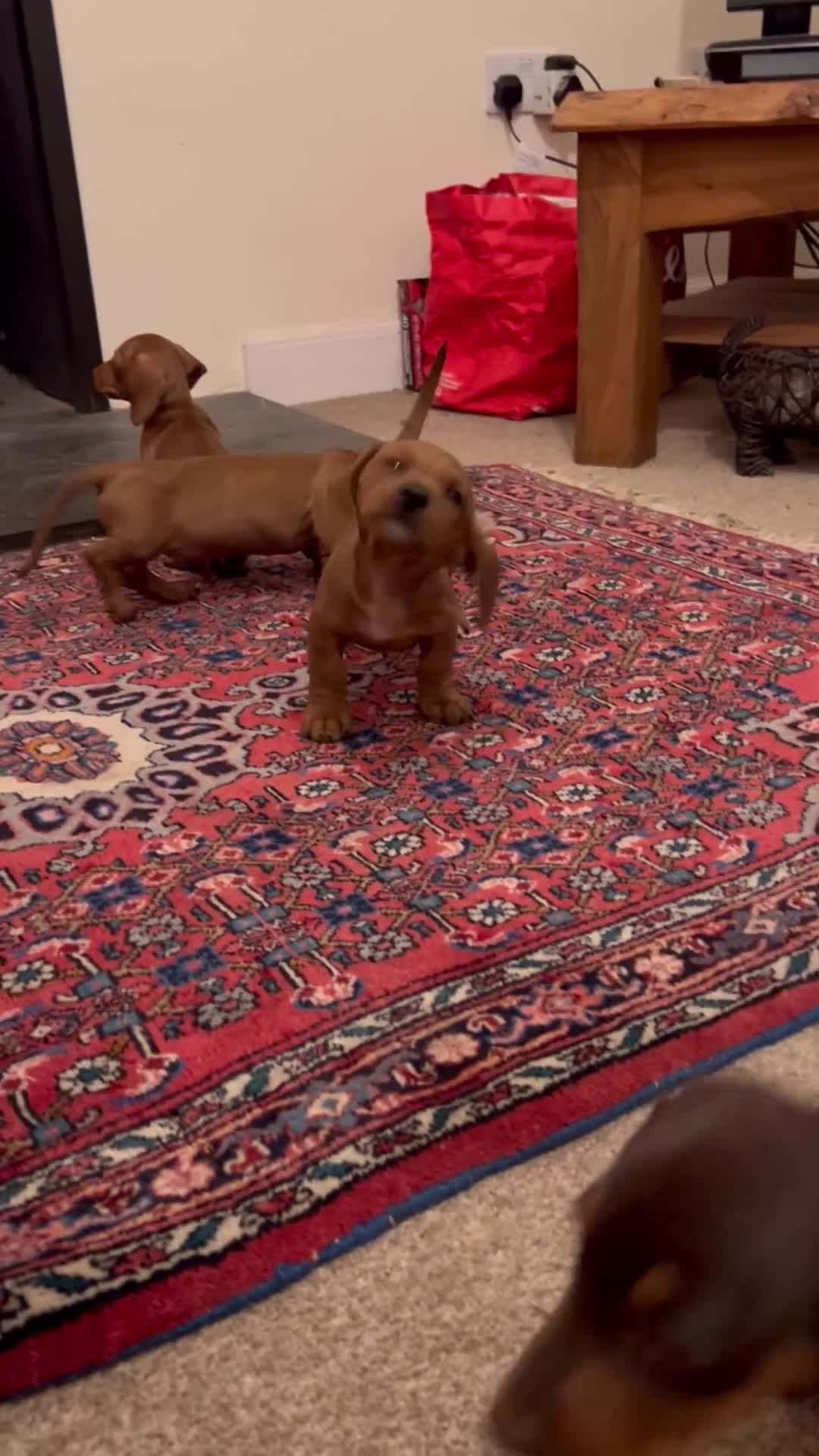 Miniature Dachshund dogs for sale: KC reg miniature smooth haired dachshunds  - Video 3