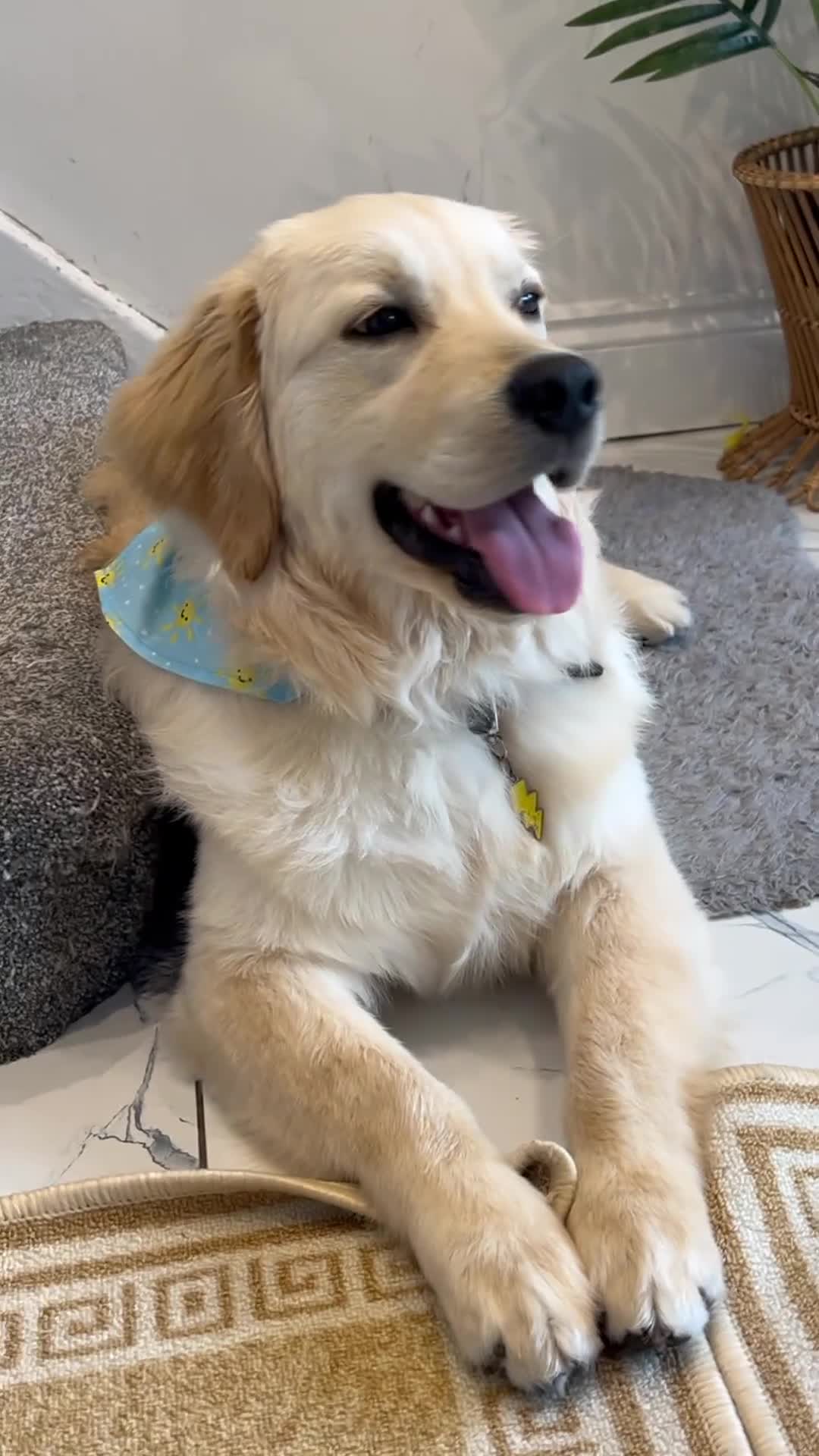 Golden Retriever dogs for sale: Handsome 10 month old Golden Retriever. in Slough - Video 2